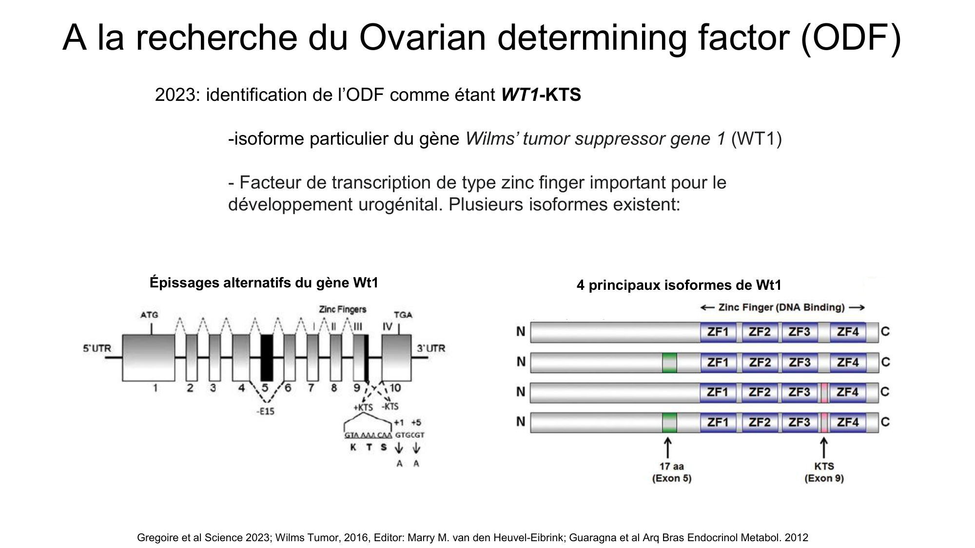 Développement sexuel page 14