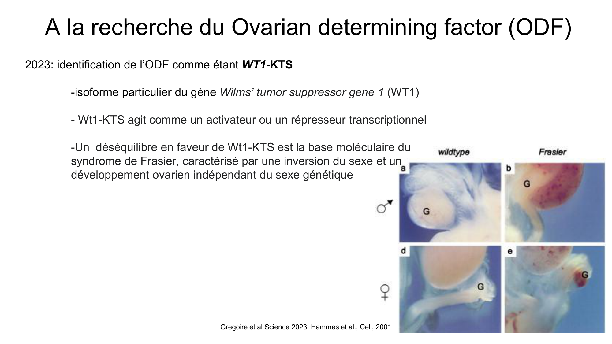 Développement sexuel page 15