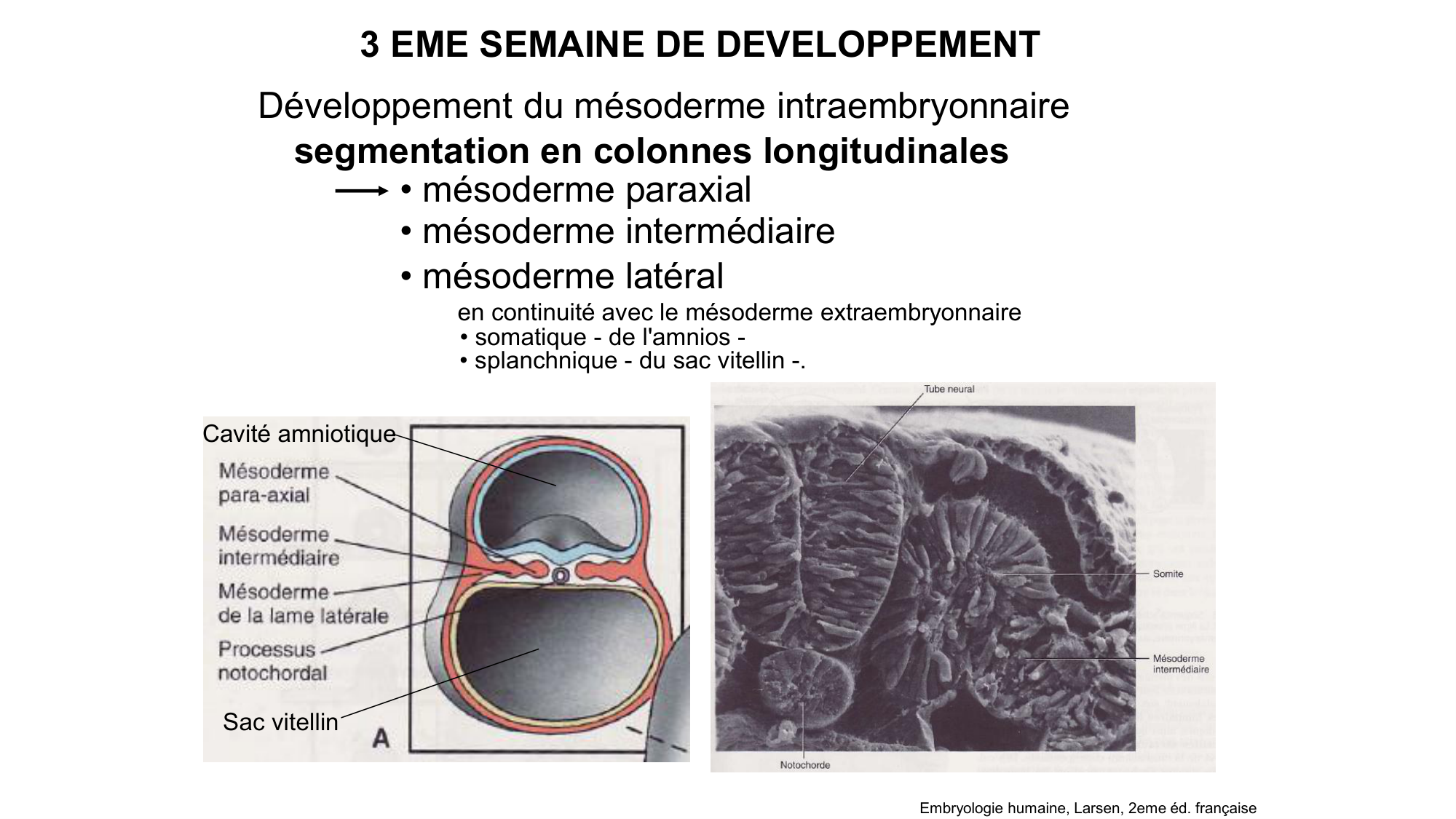Développement sexuel page 17