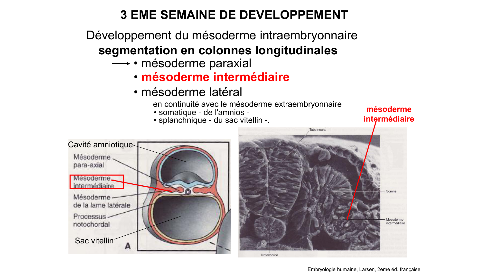 Développement sexuel page 18