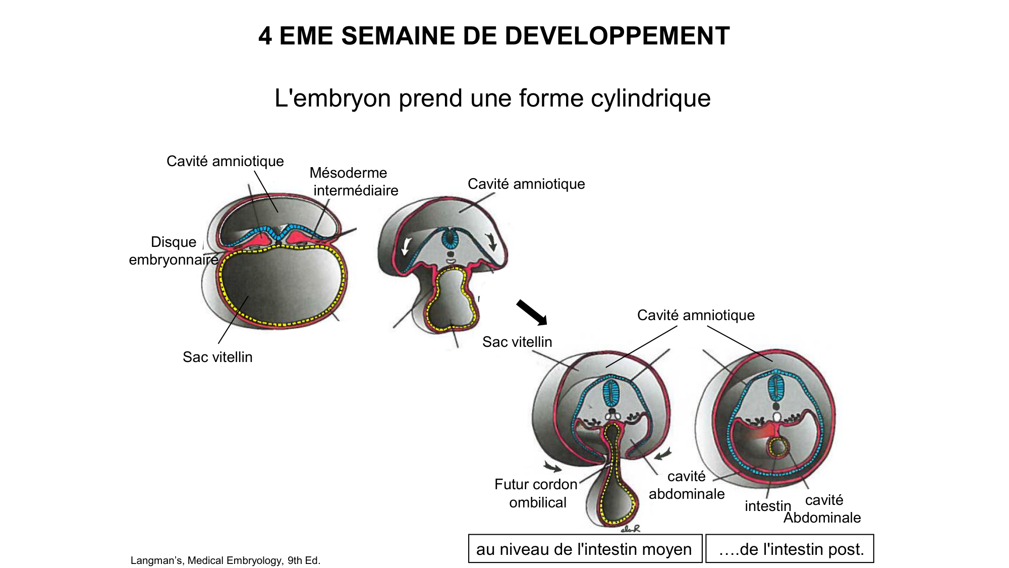 Développement sexuel page 19