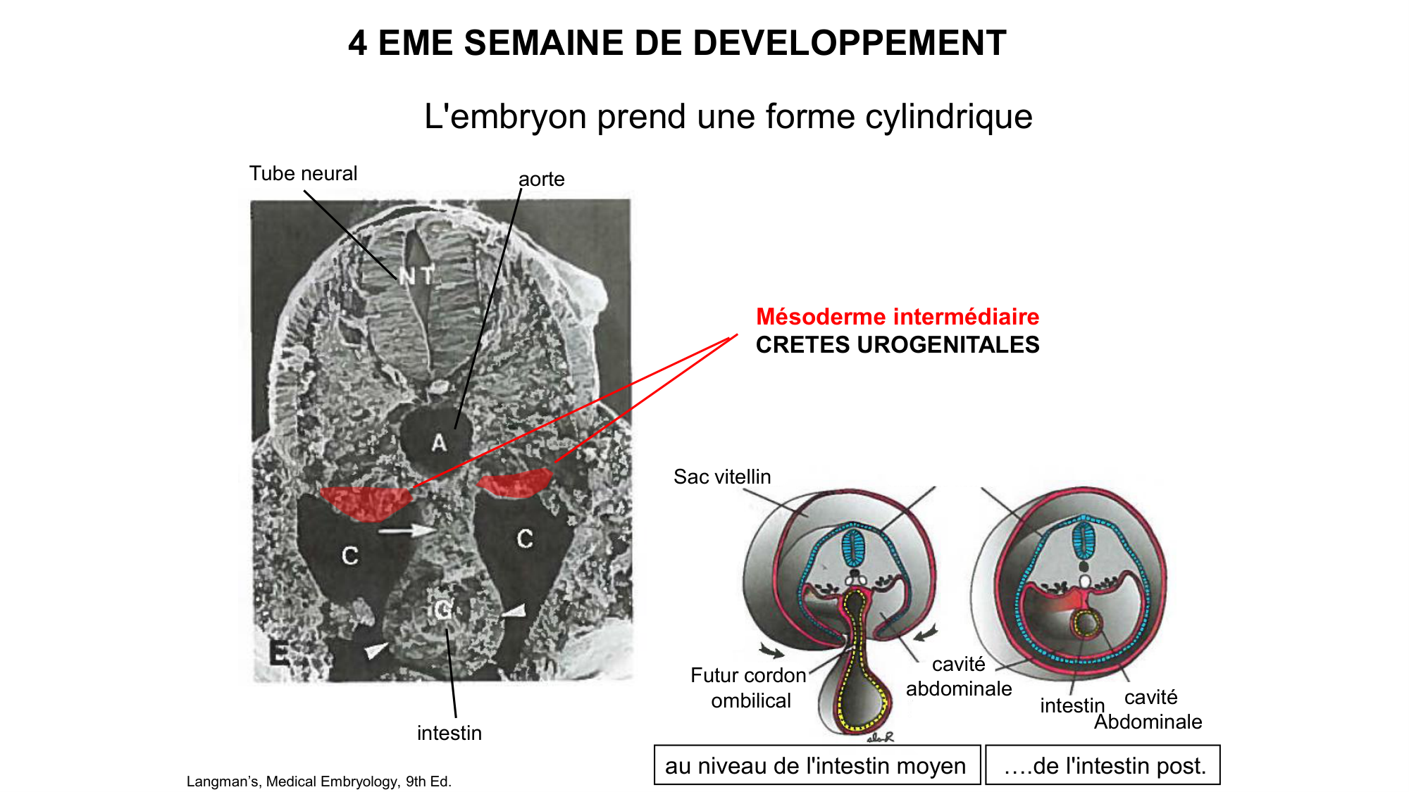 Développement sexuel page 20