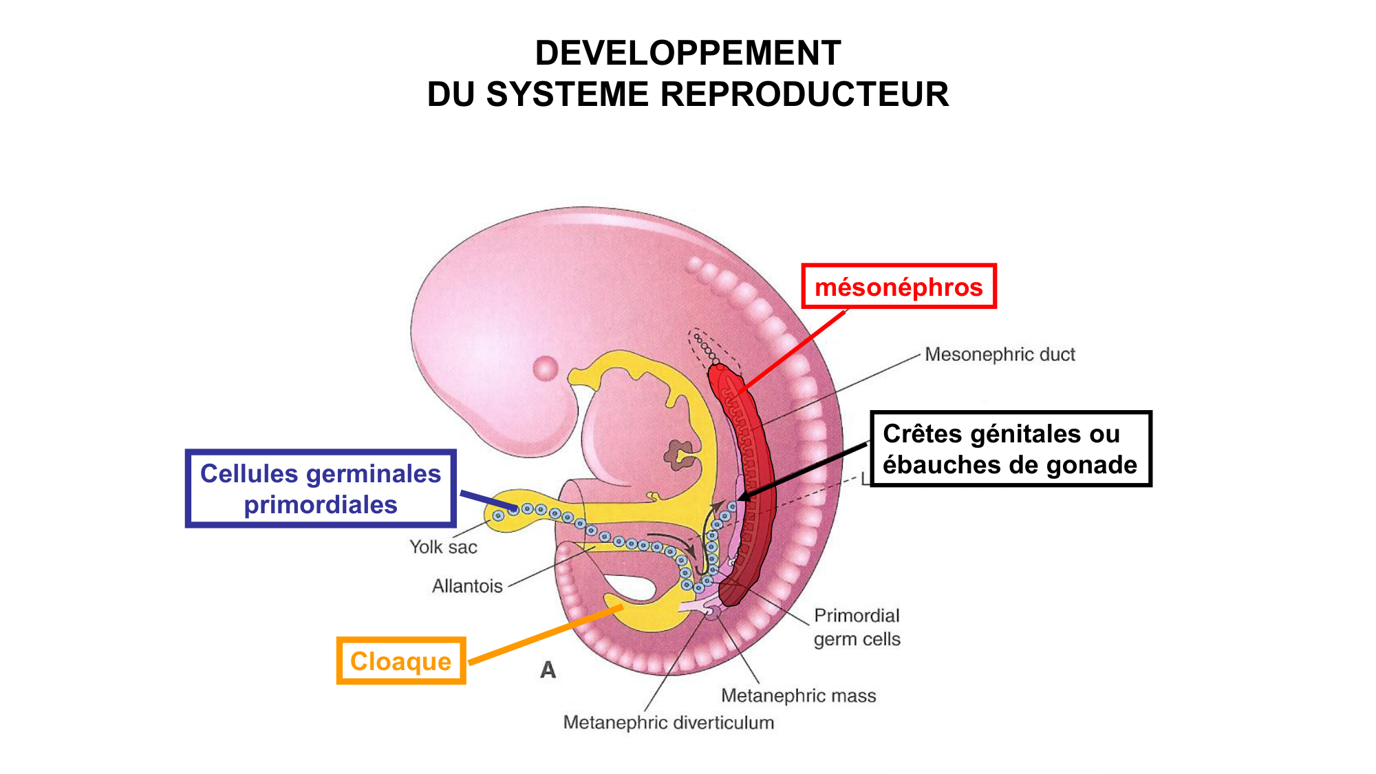 Développement sexuel page 21