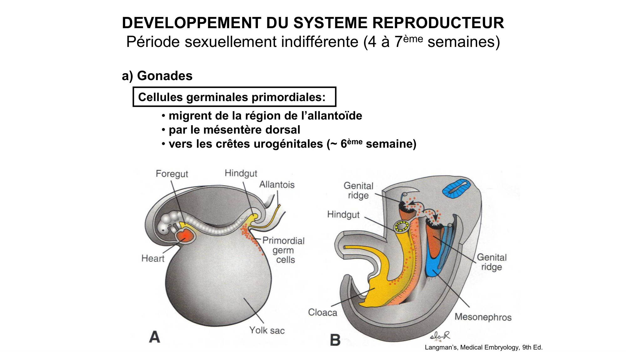 Développement sexuel page 22