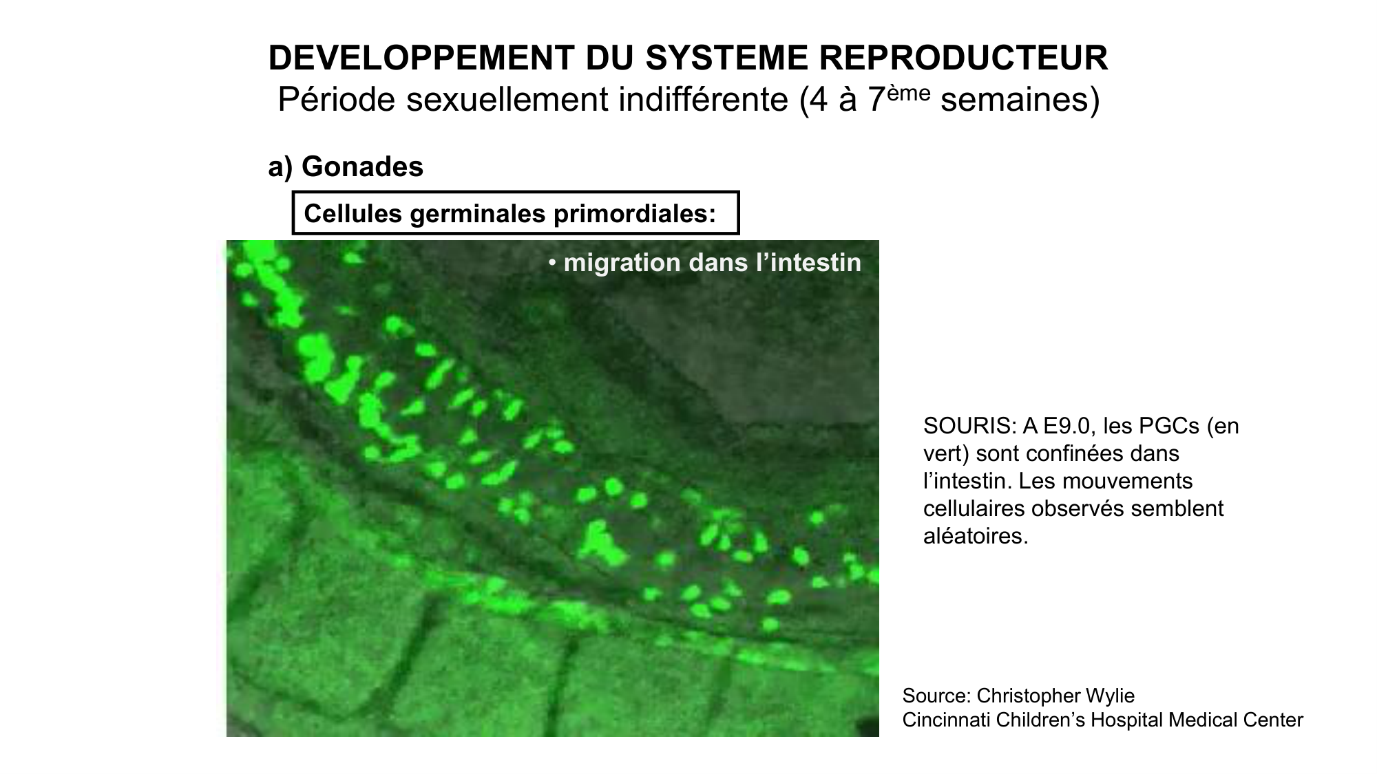 Développement sexuel page 23