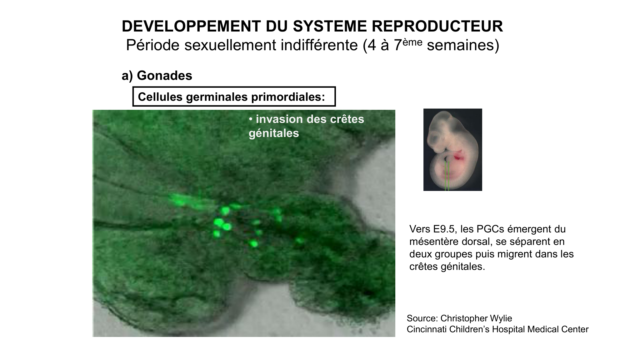 Développement sexuel page 24