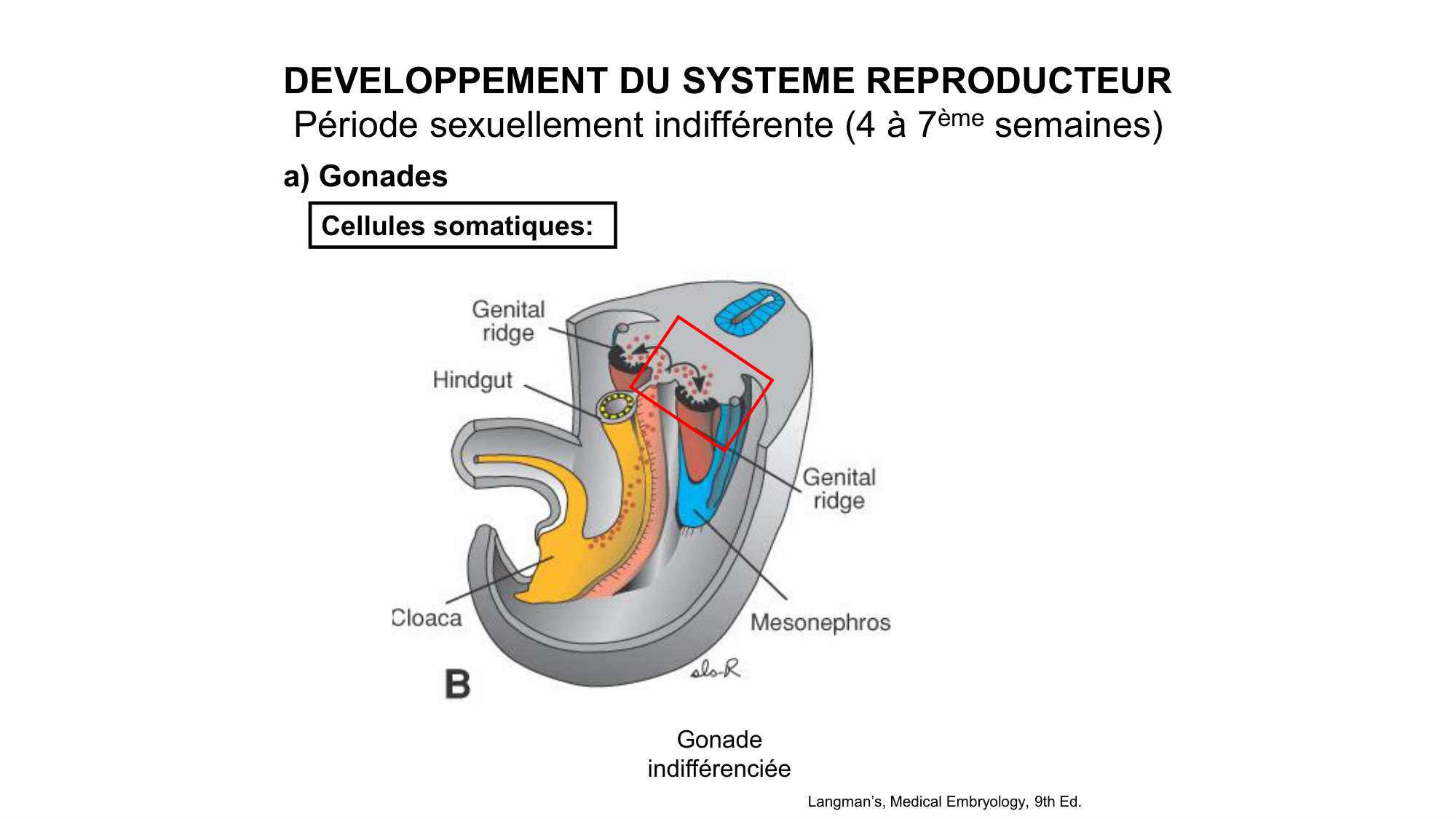 Développement sexuel page 25