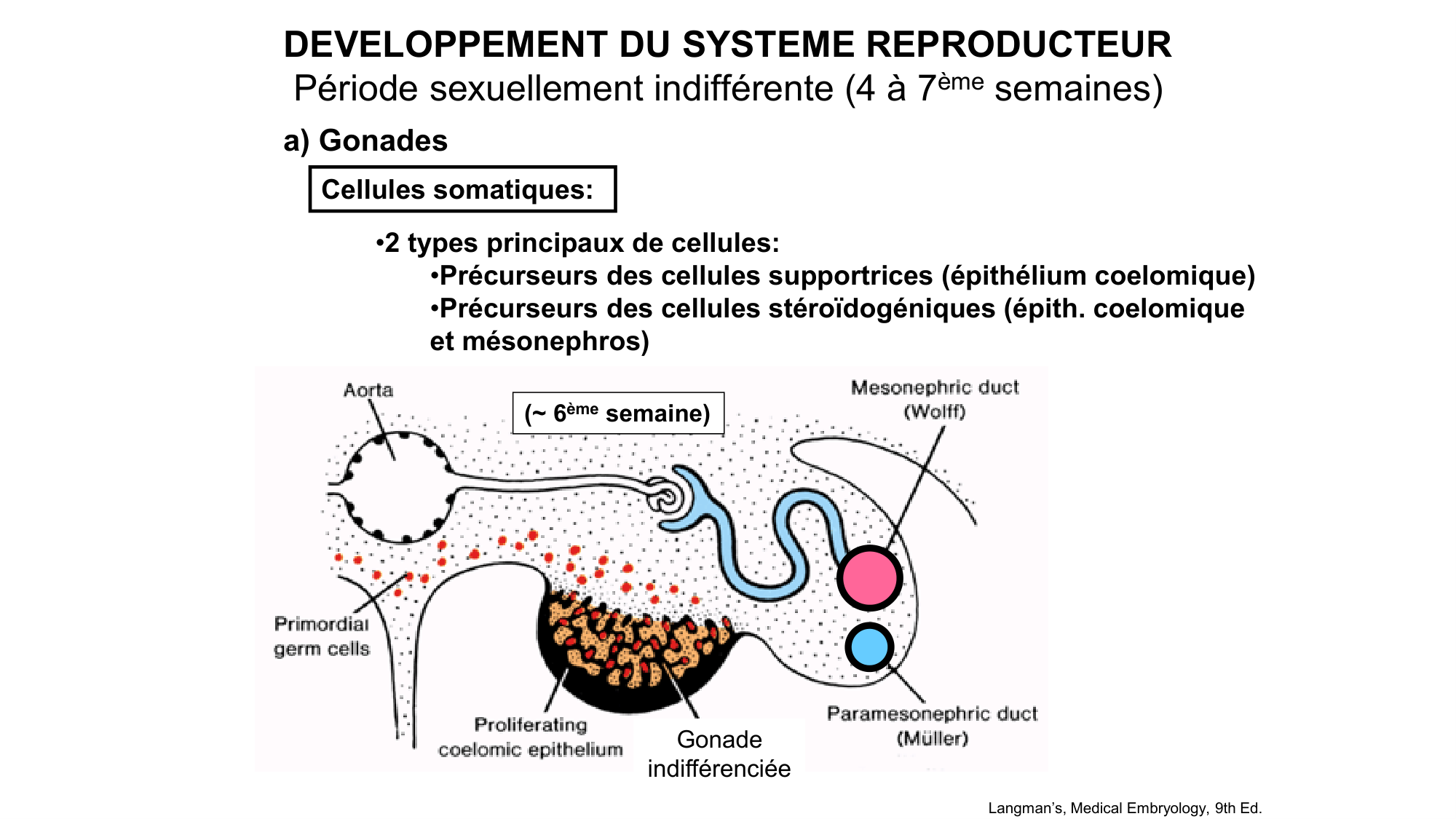 Développement sexuel page 26