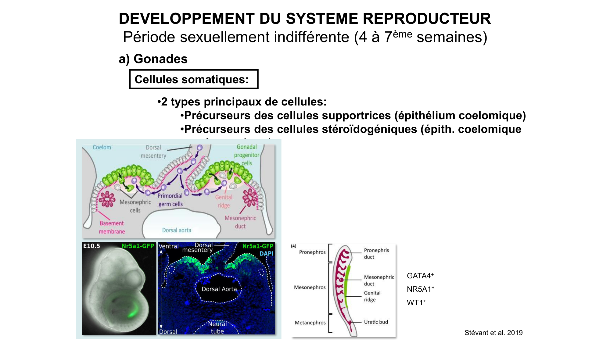 Développement sexuel page 27