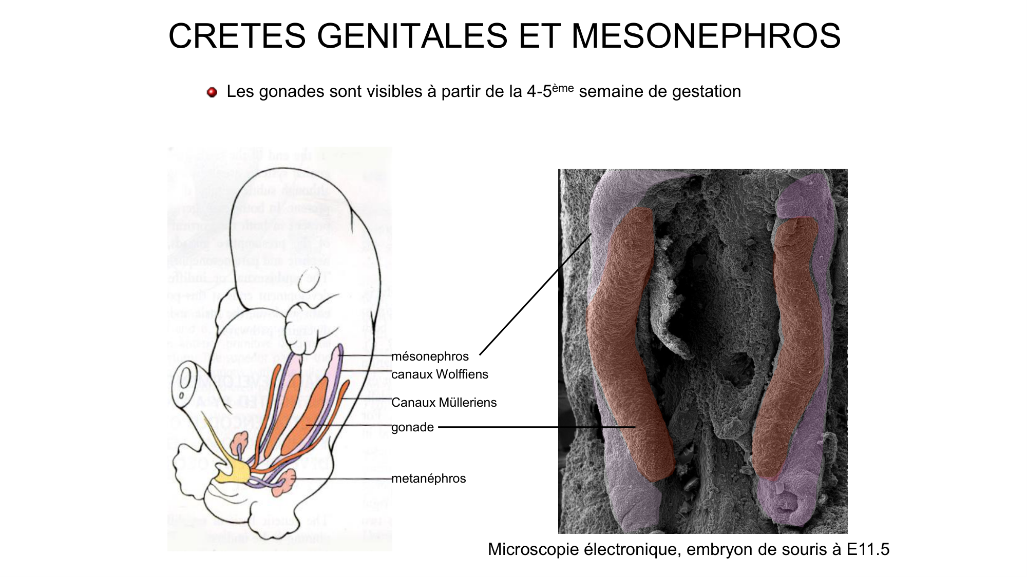 Développement sexuel page 28