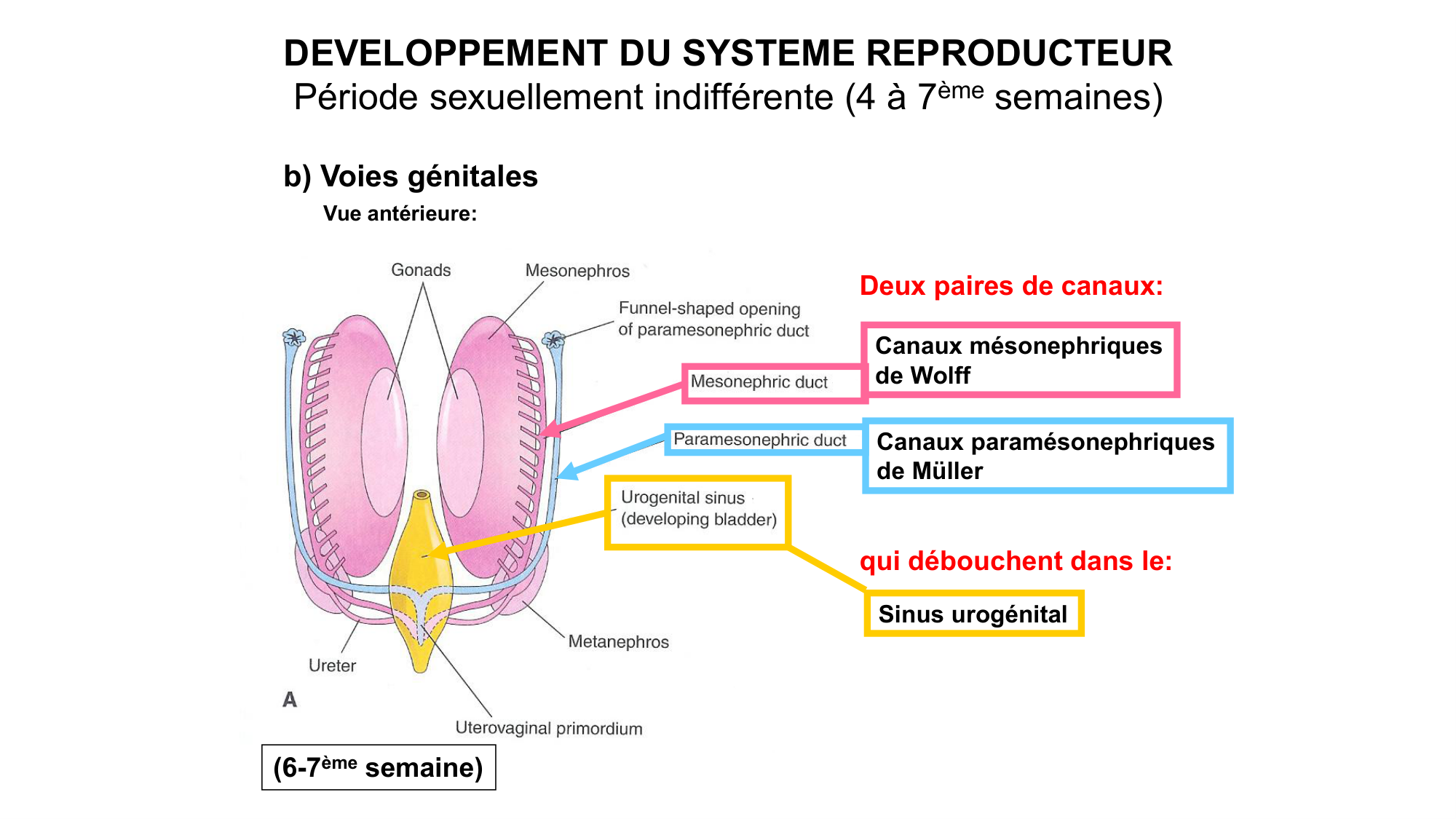 Développement sexuel page 29