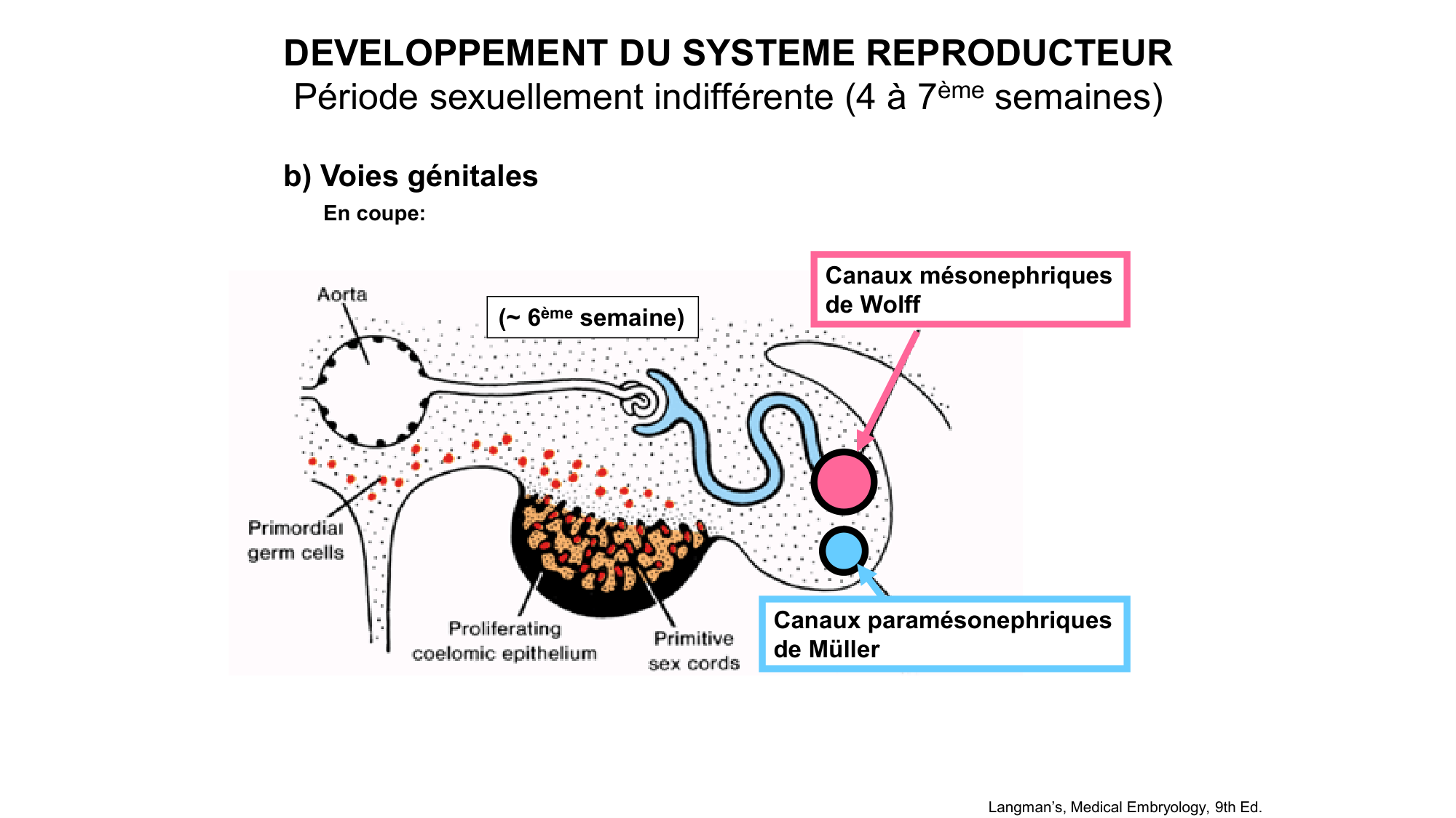 Développement sexuel page 30