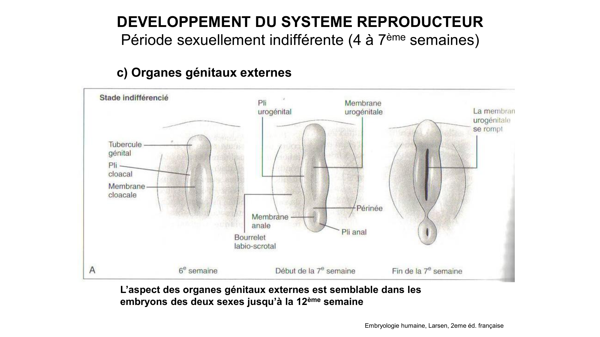 Développement sexuel page 31