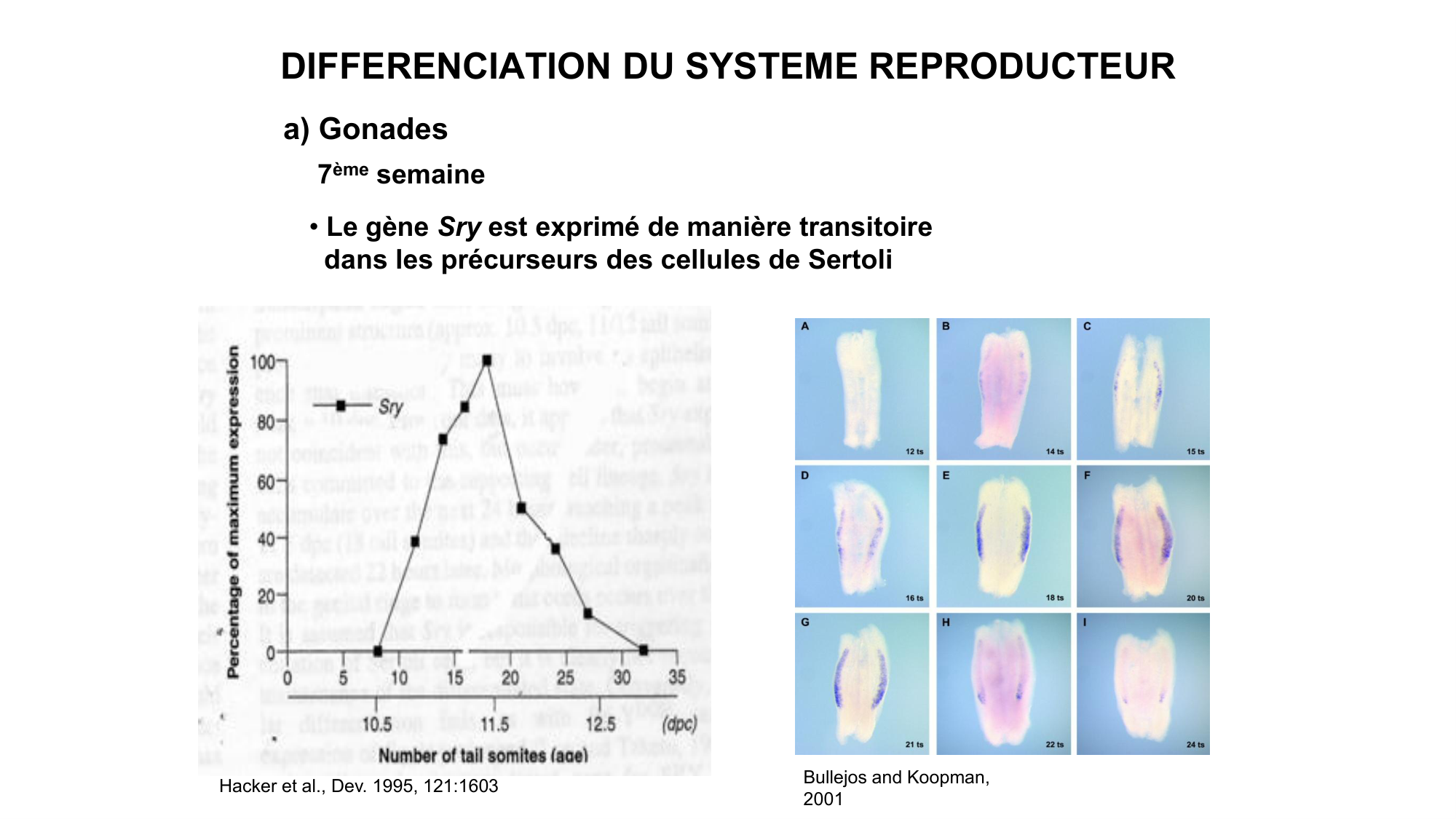 Développement sexuel page 33