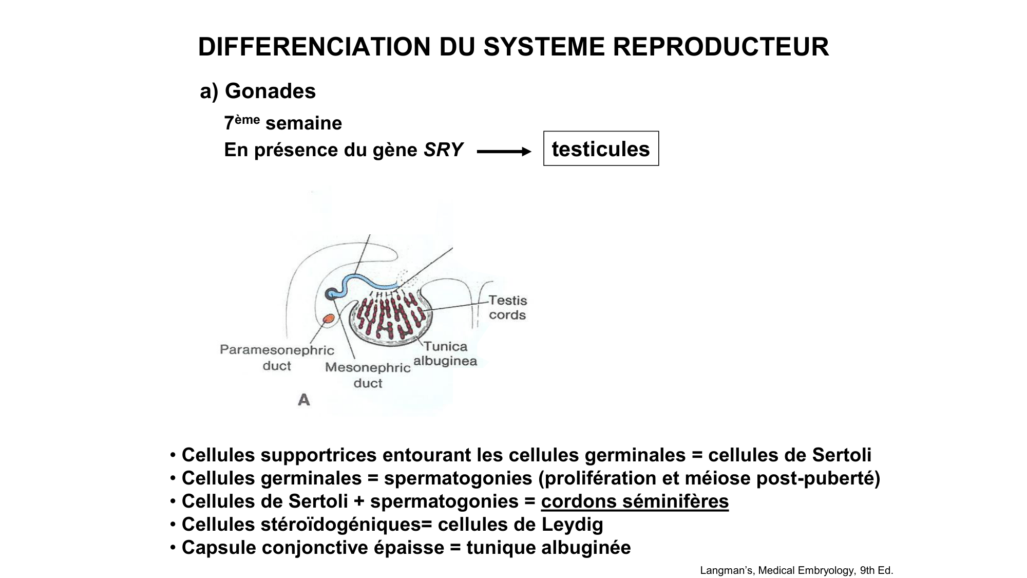 Développement sexuel page 34
