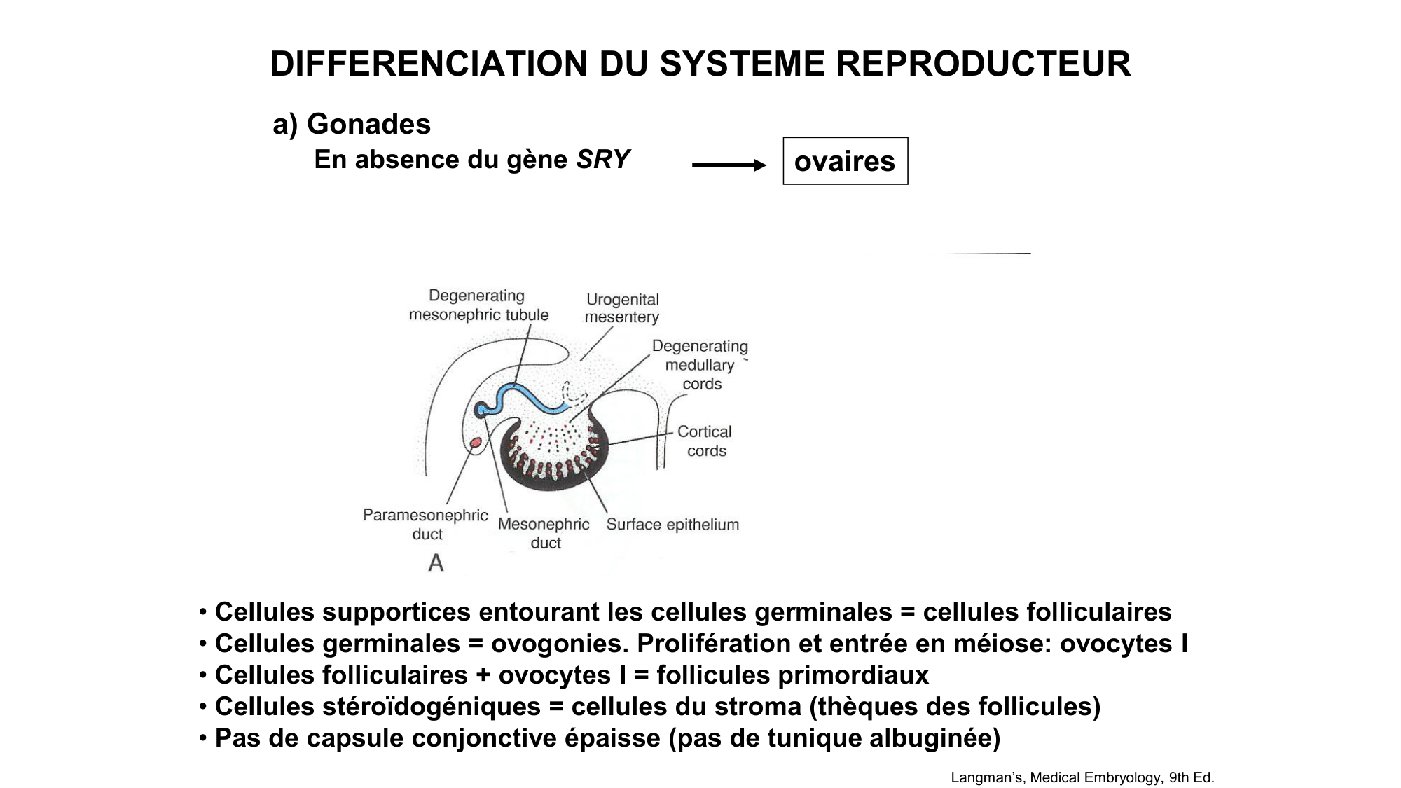 Développement sexuel page 35
