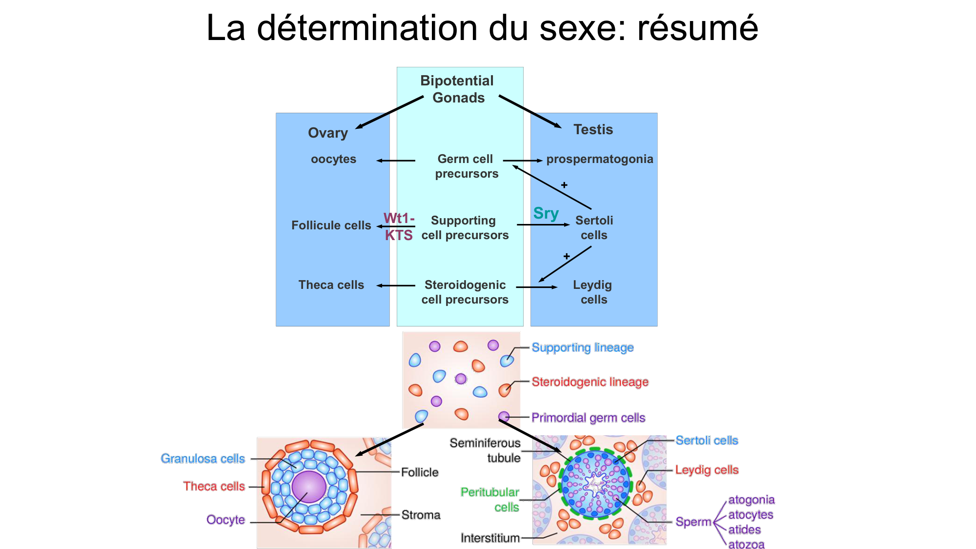 Développement sexuel page 36