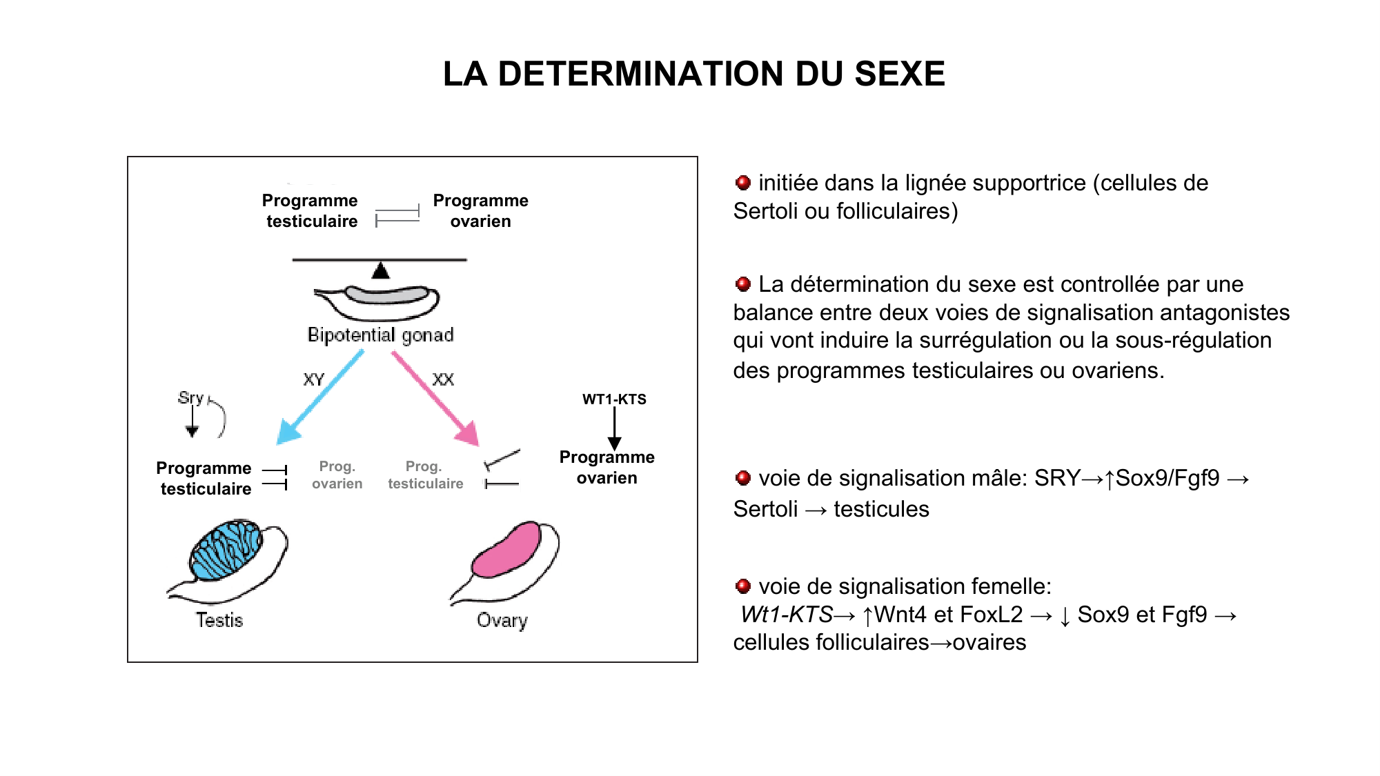 Développement sexuel page 37