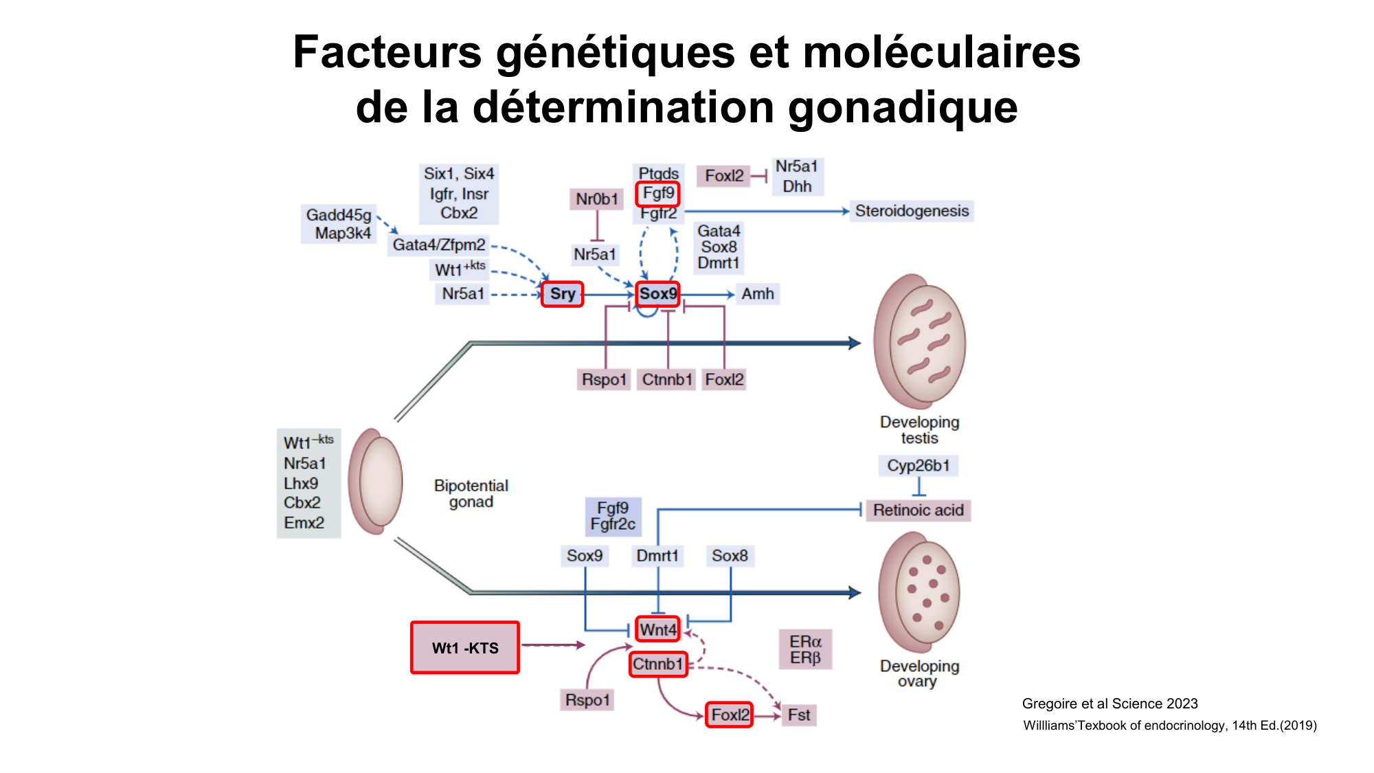 Développement sexuel page 38