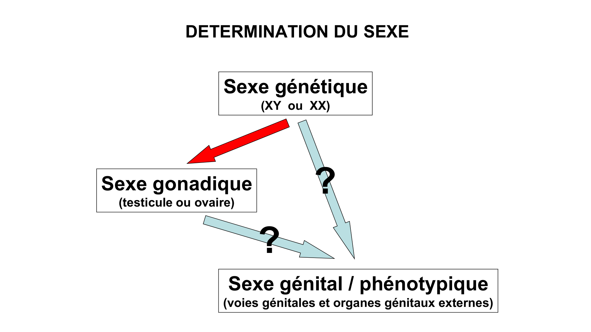 Développement sexuel page 39