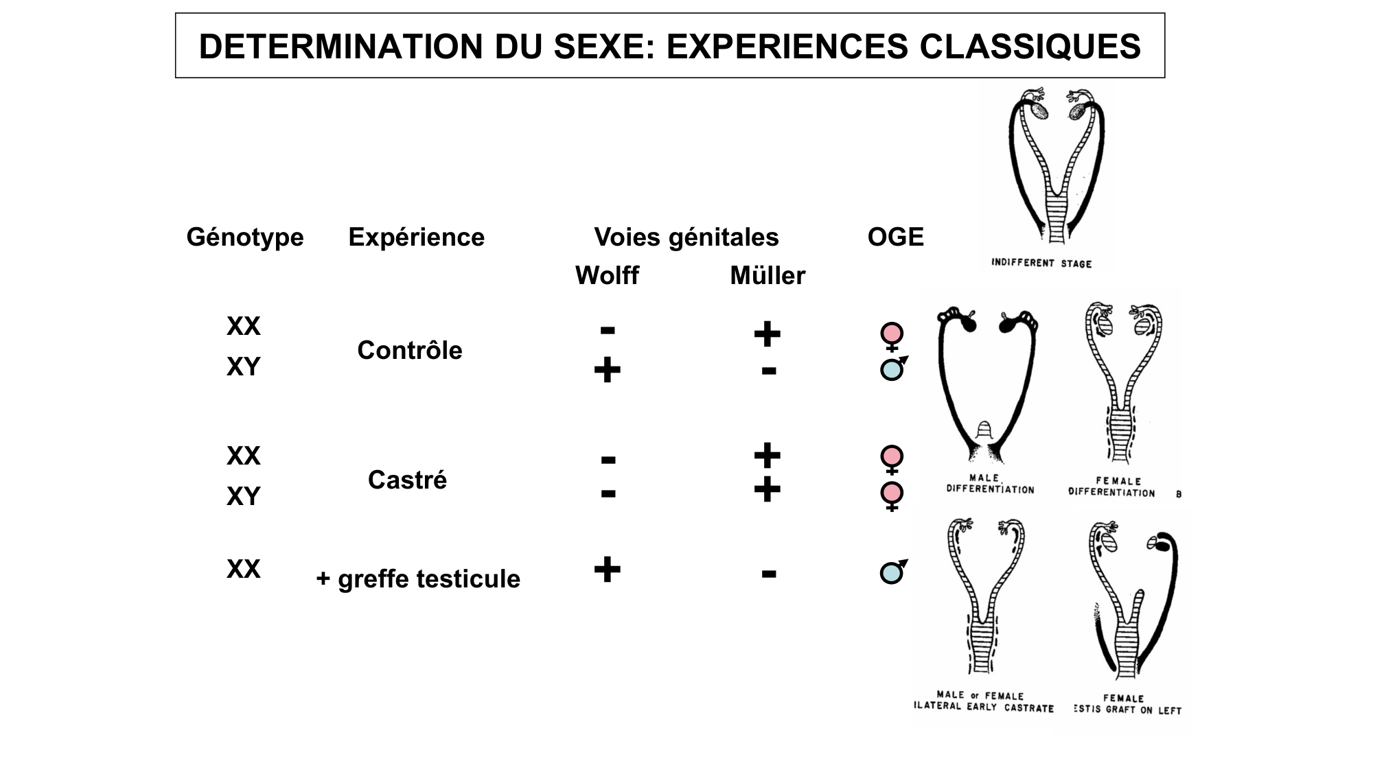 Développement sexuel page 40