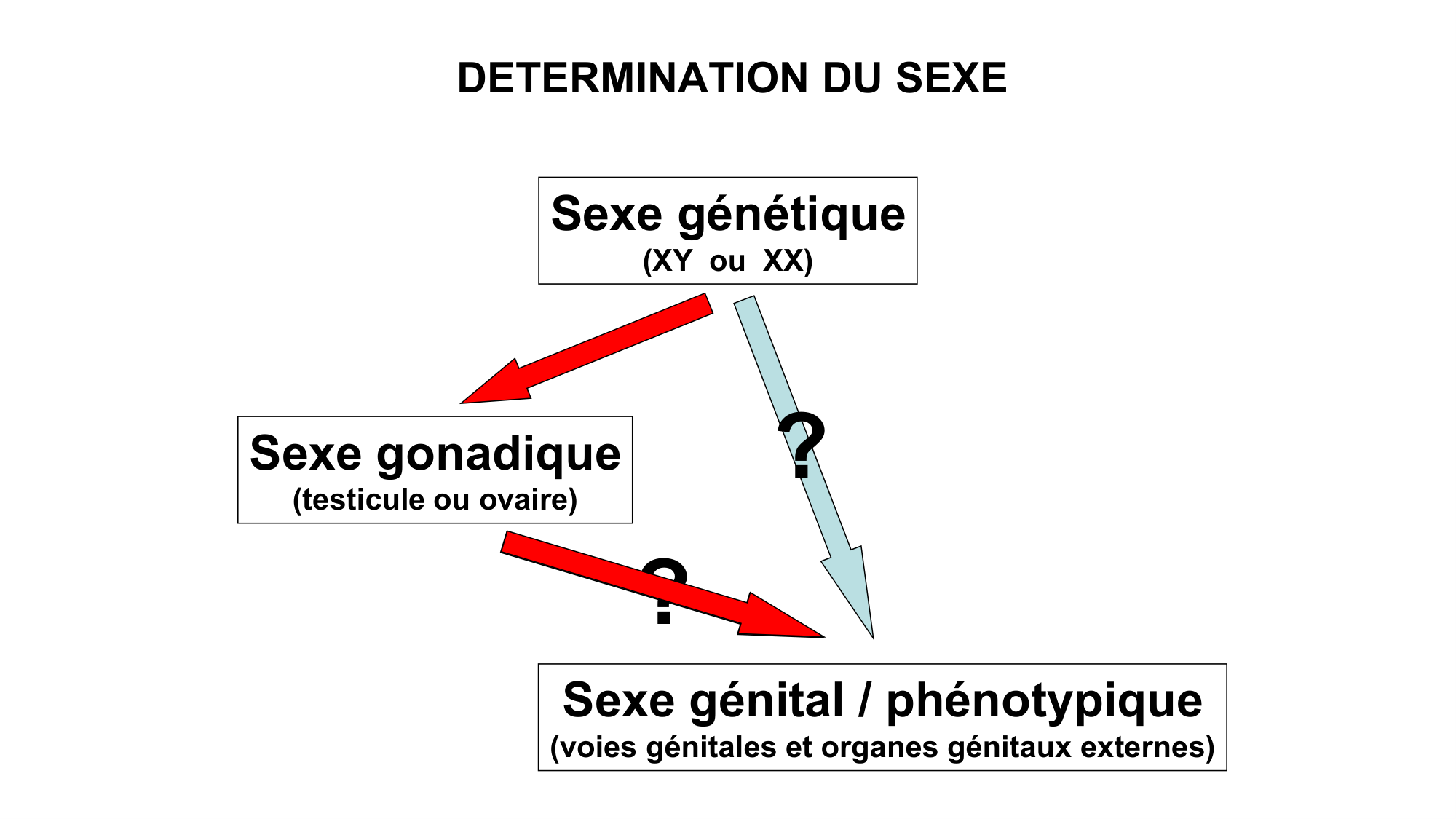 Développement sexuel page 41