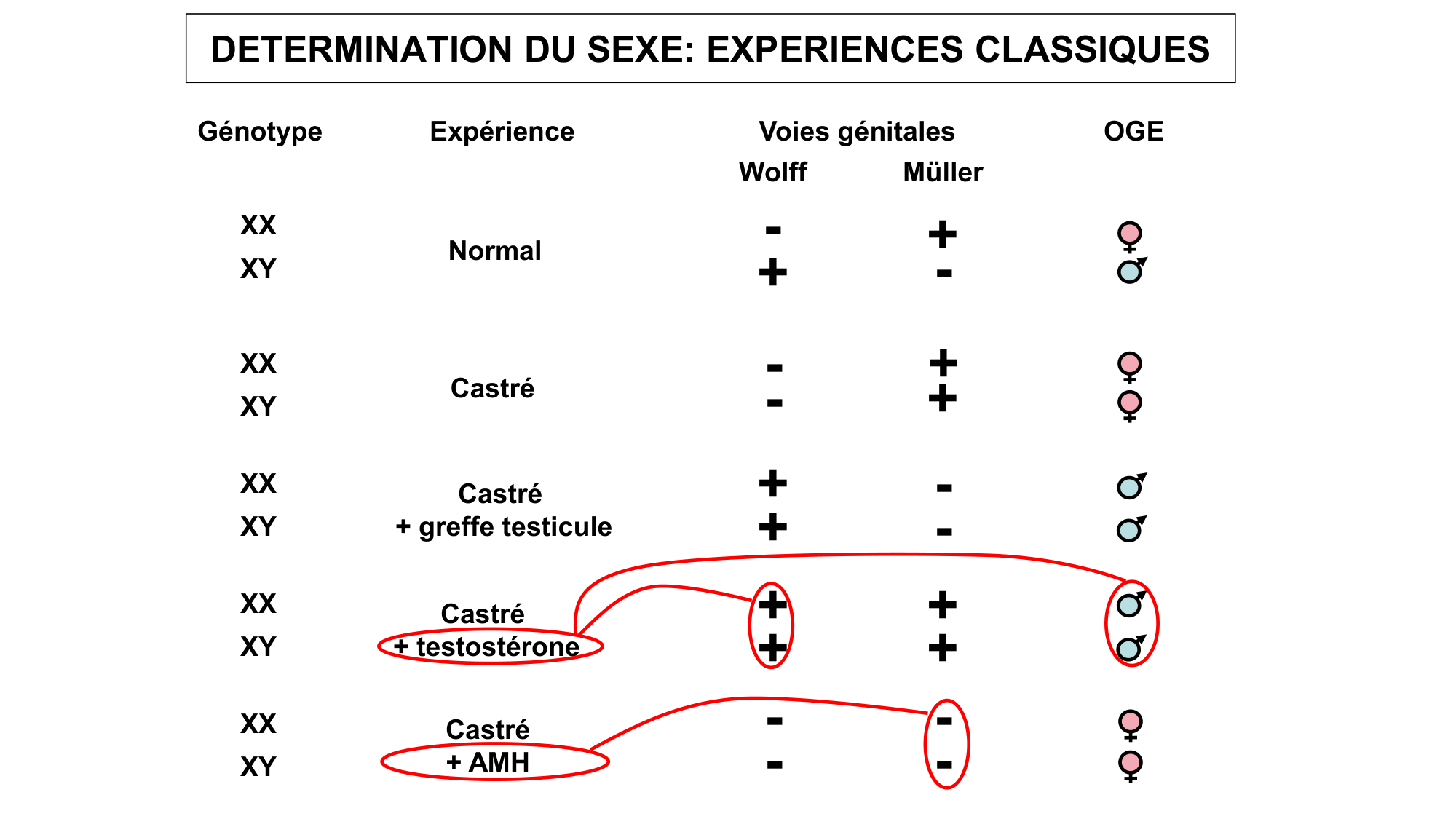 Développement sexuel page 42