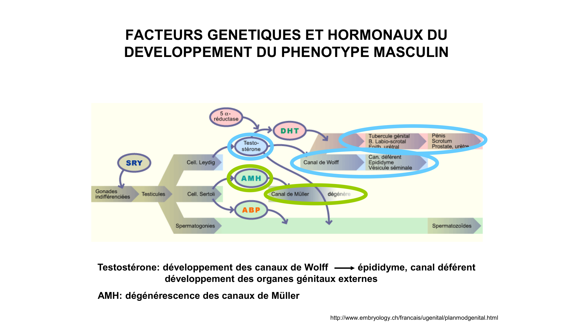 Développement sexuel page 43