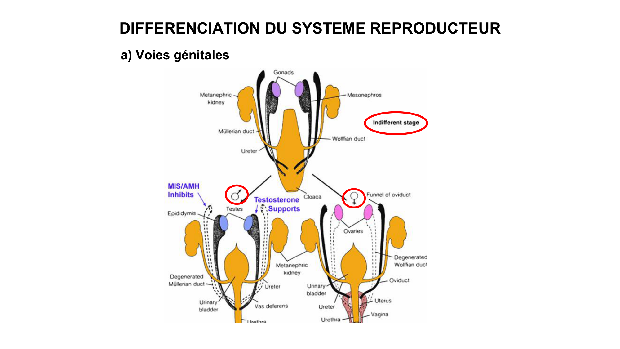Développement sexuel page 45