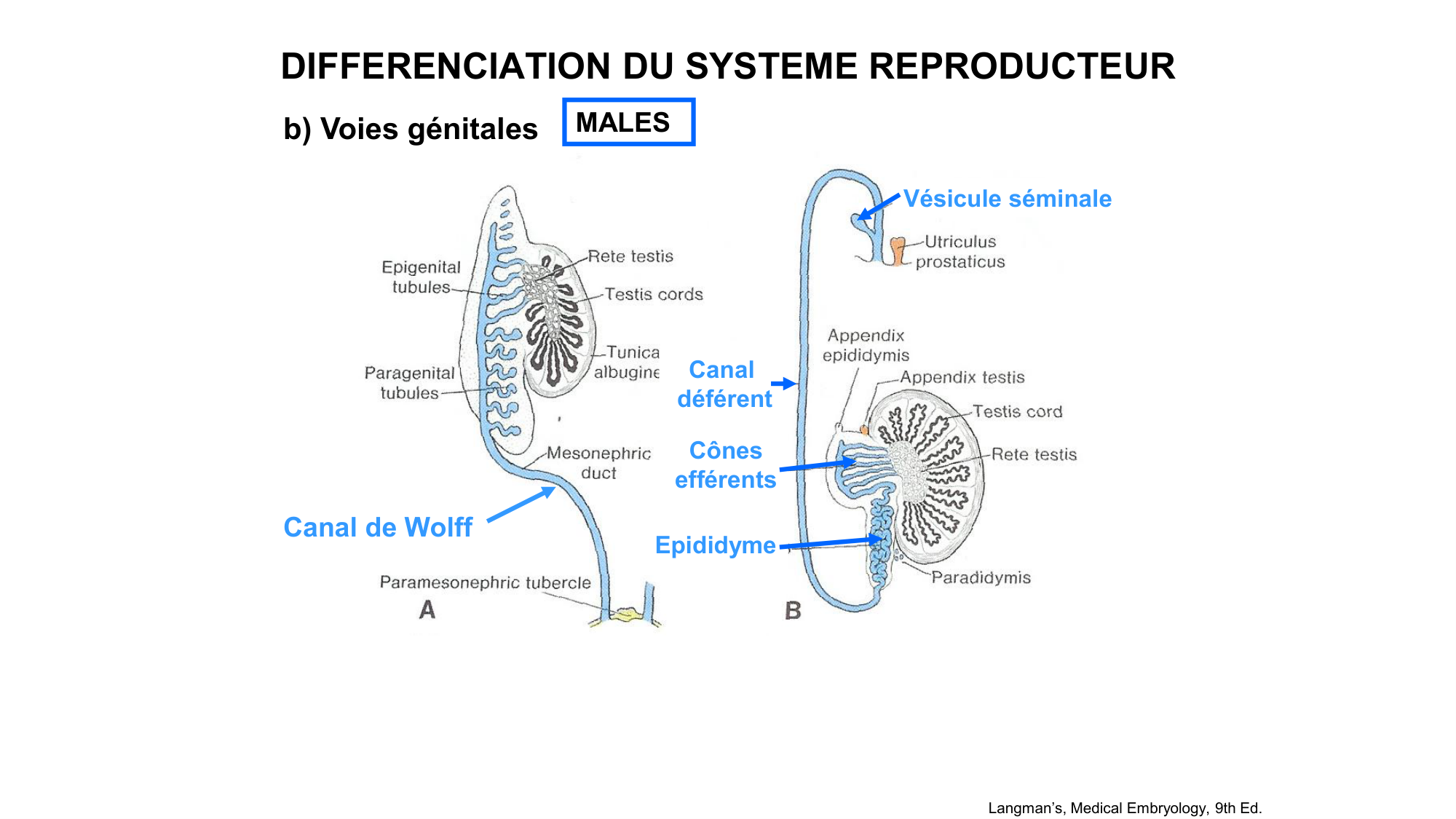 Développement sexuel page 46