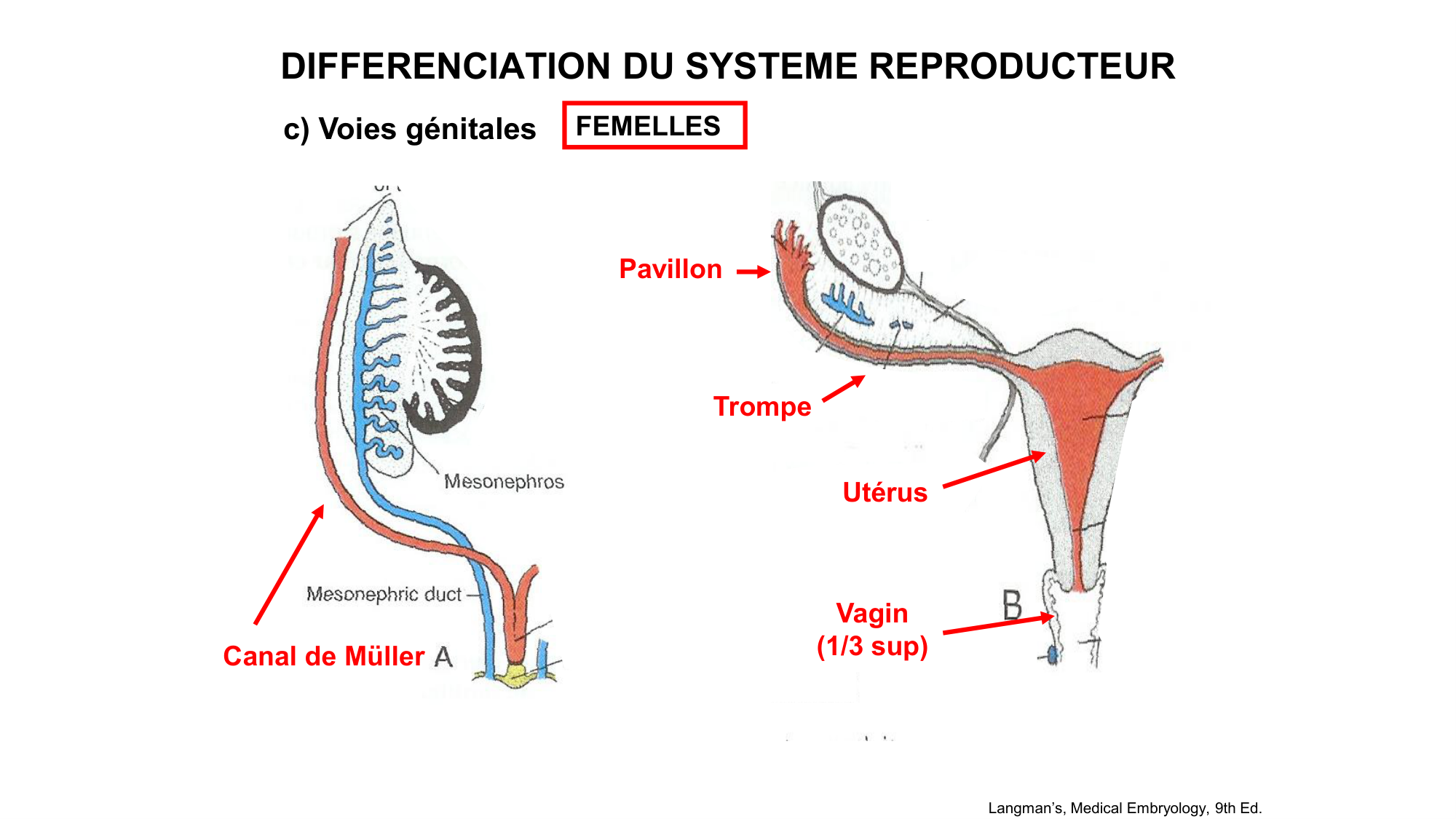Développement sexuel page 47