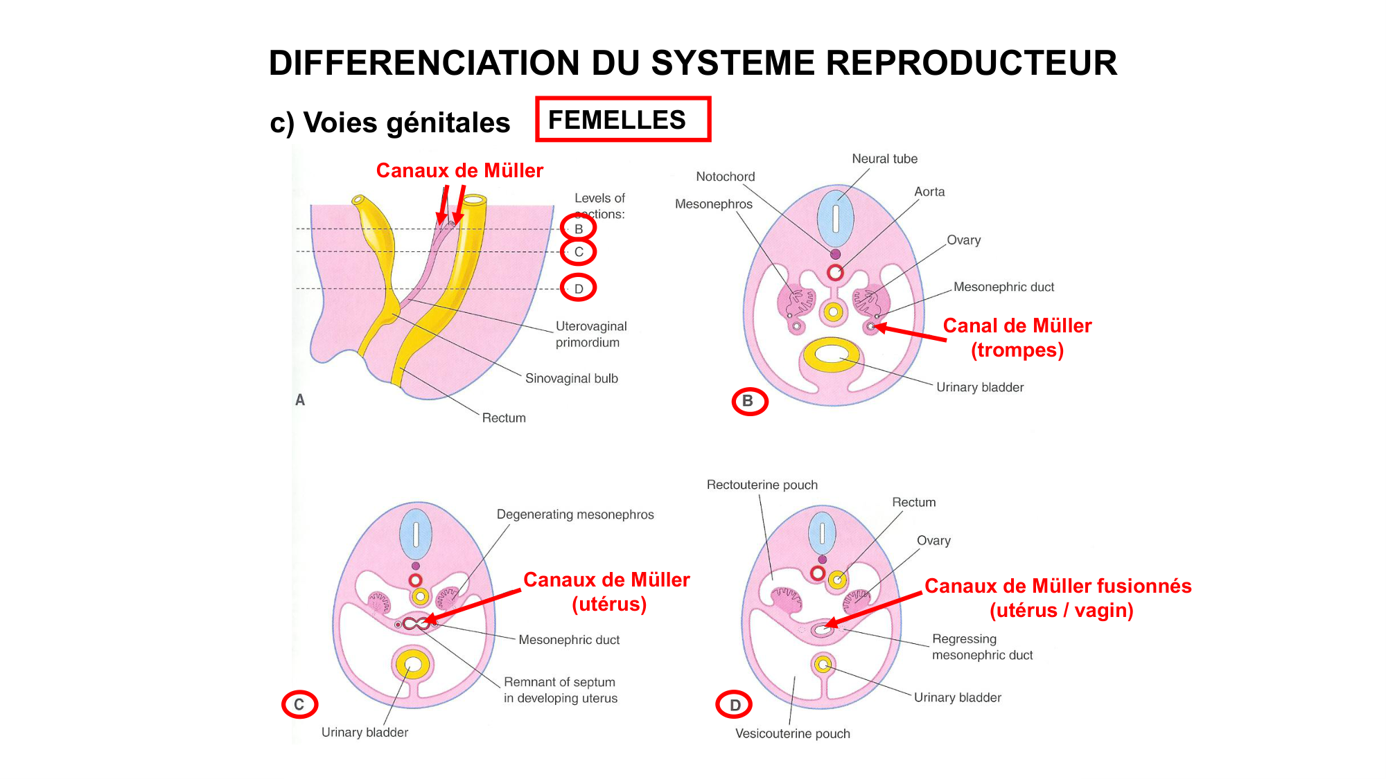 Développement sexuel page 48