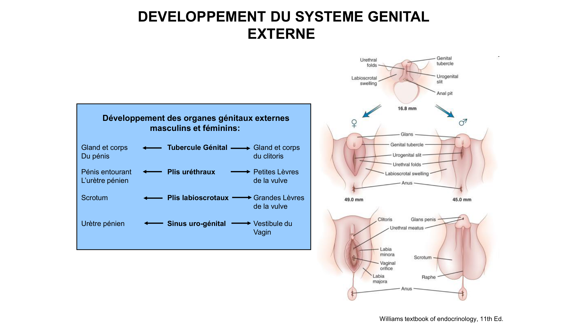 Développement sexuel page 49