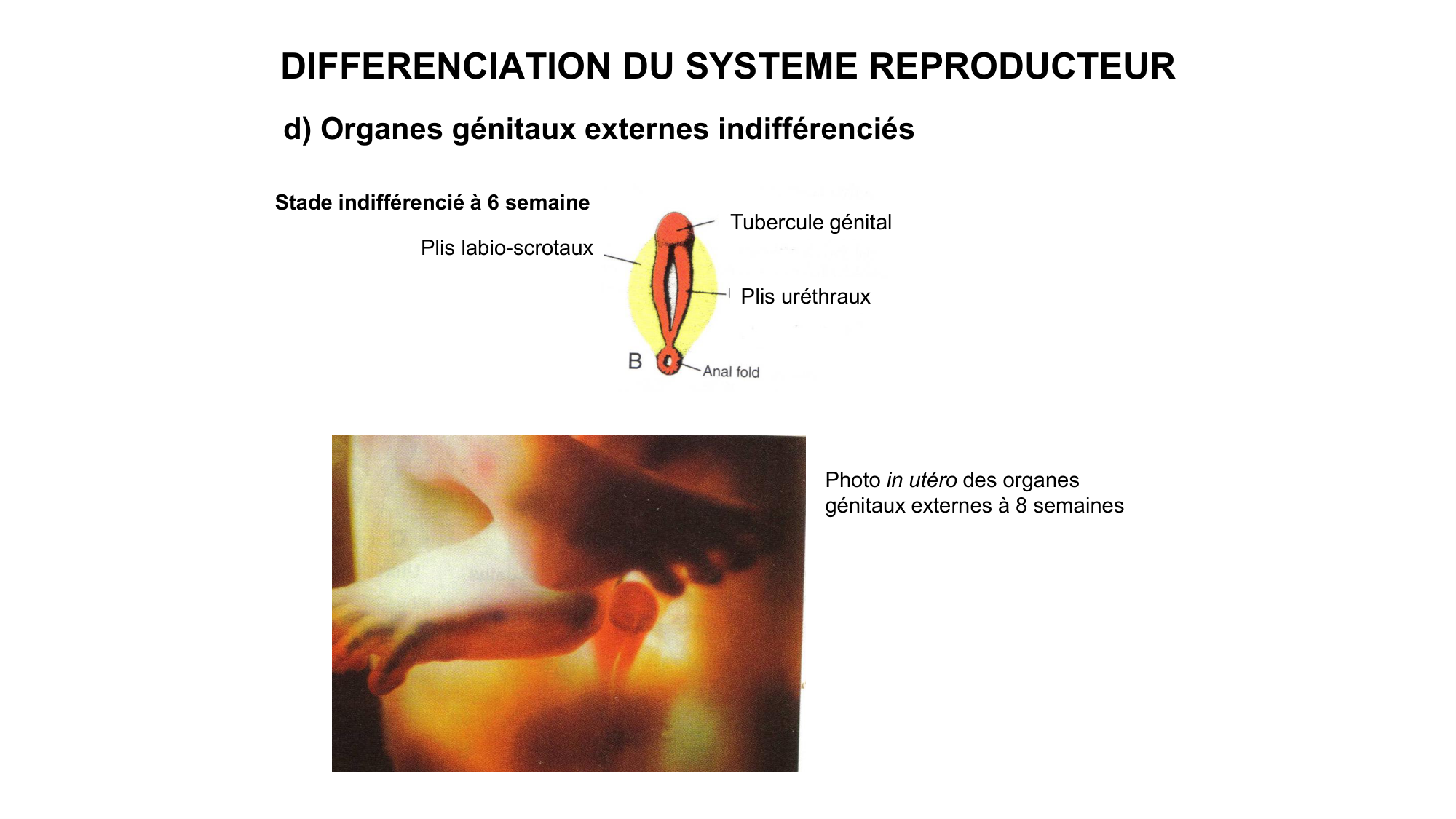 Développement sexuel page 50