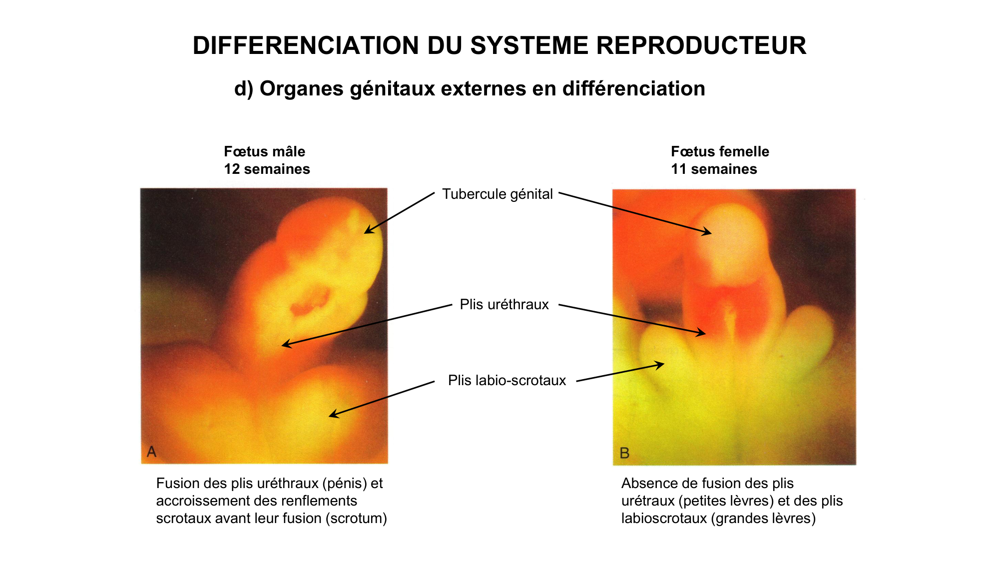 Développement sexuel page 51