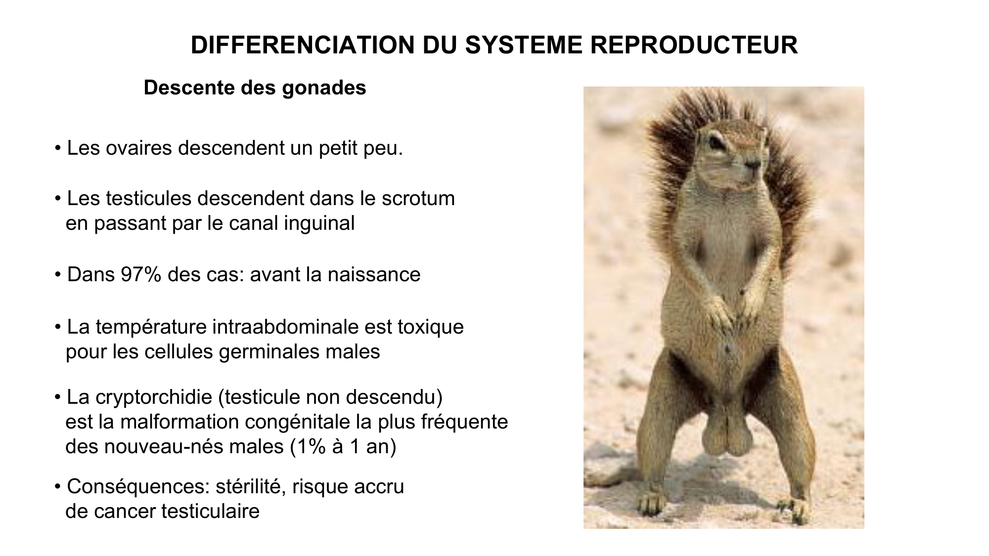 Développement sexuel page 52