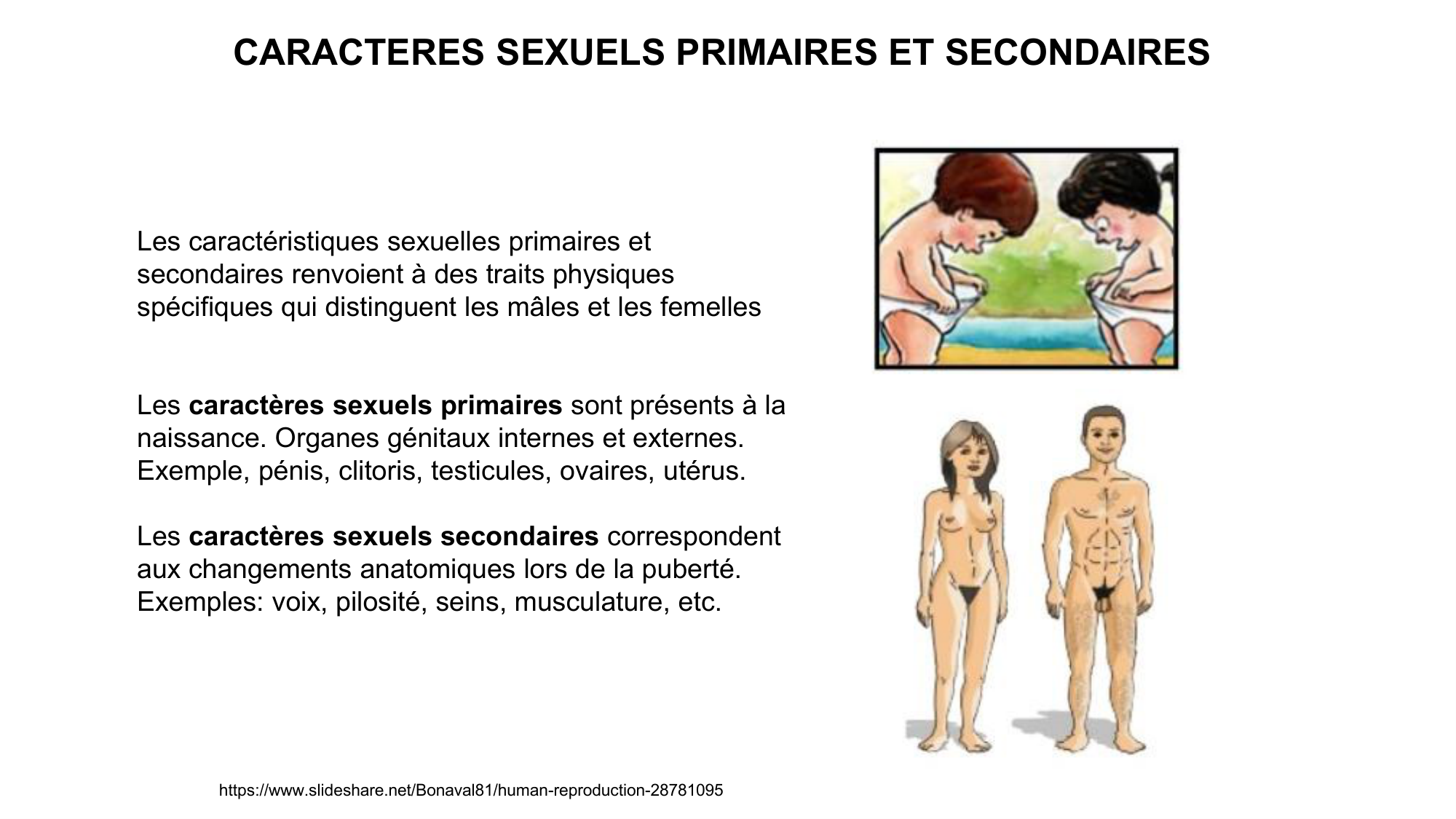 Développement sexuel page 53