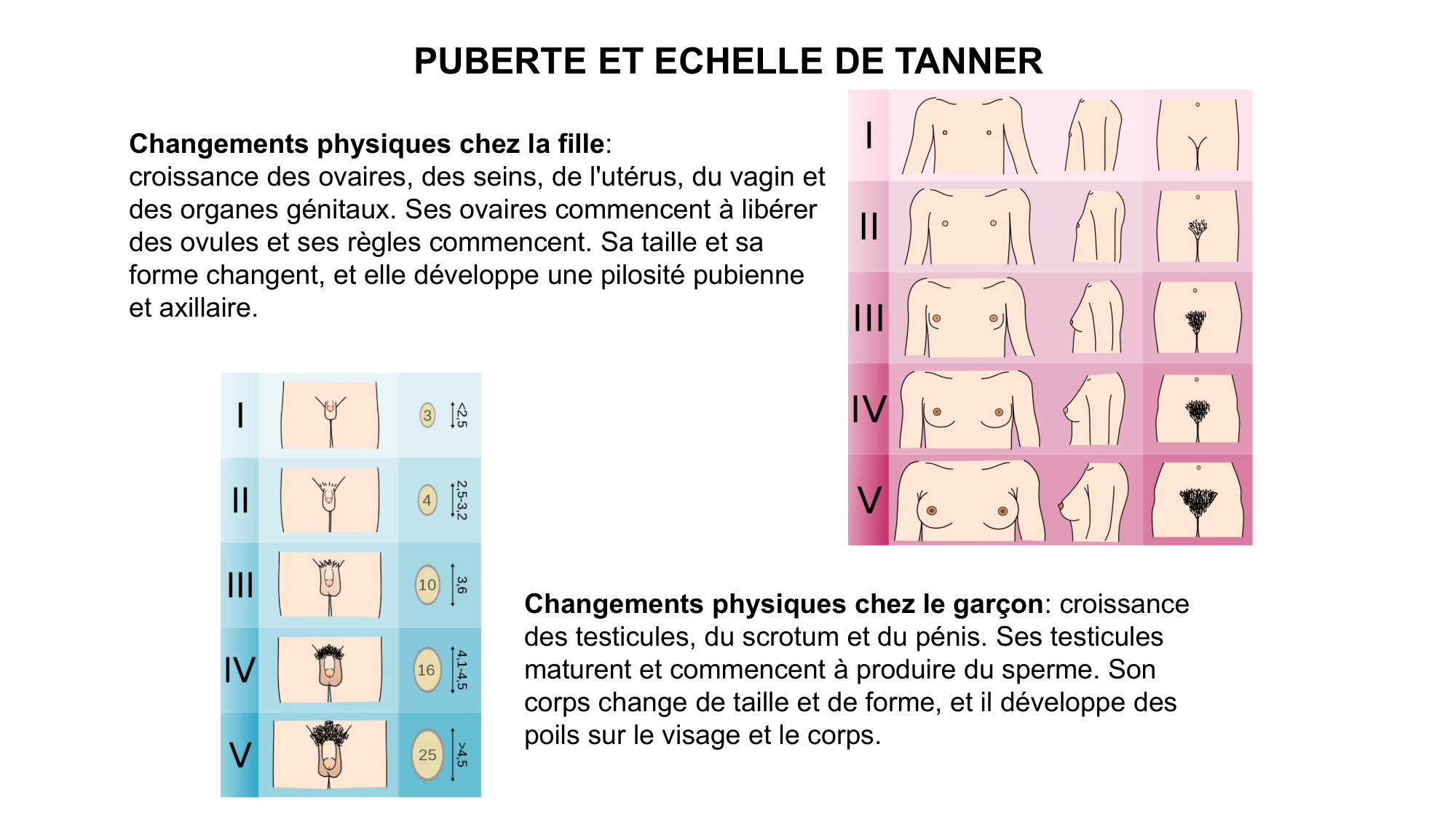 Développement sexuel page 57