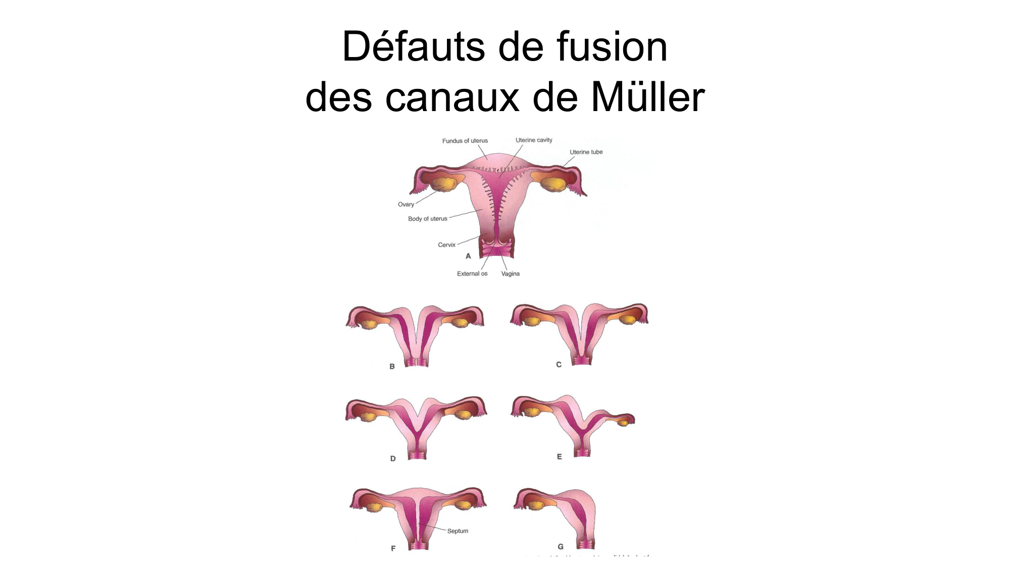 Développement sexuel page 63