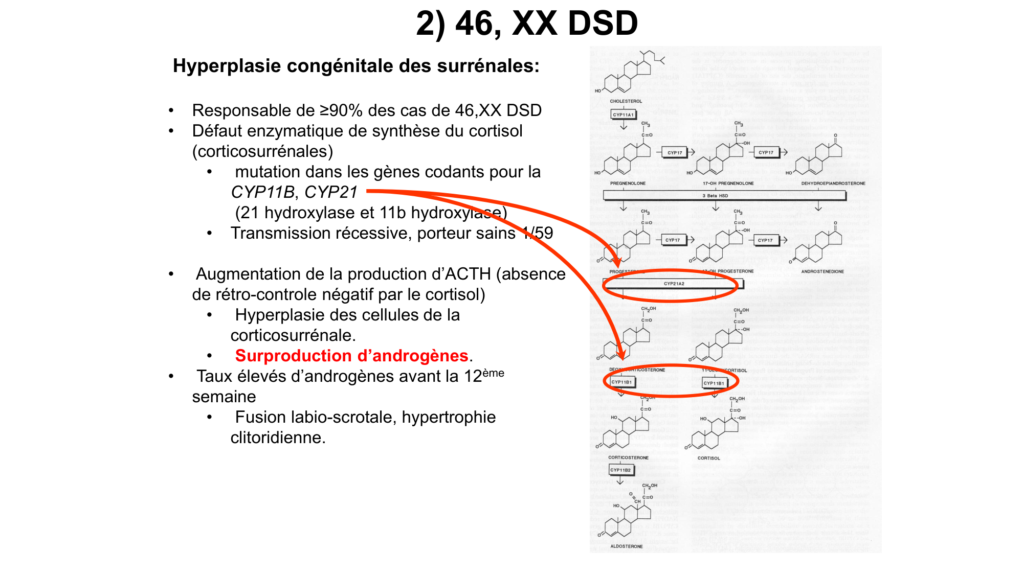 Développement sexuel page 68