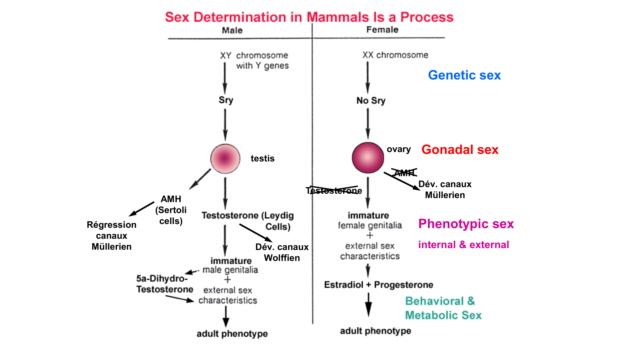 Développement sexuel page 73