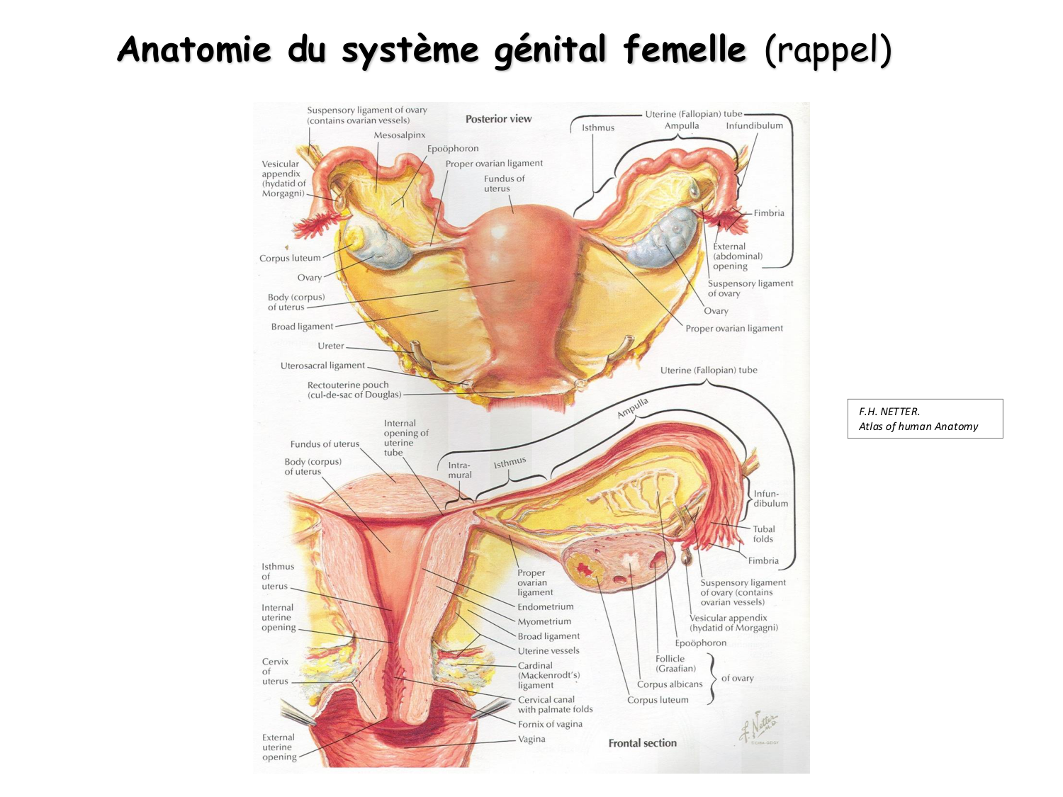 Physiologie reproductive féminine page 5