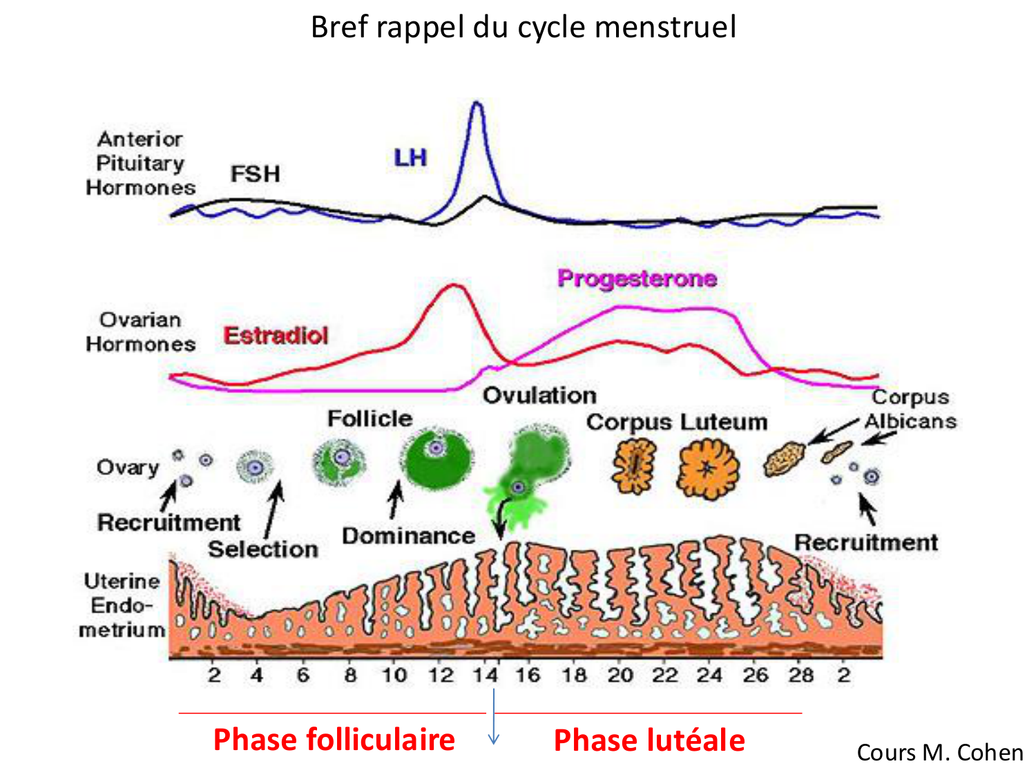 Physiologie reproductive féminine page 6