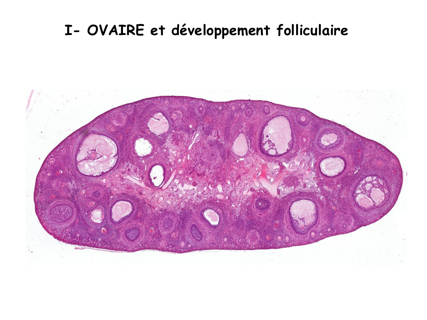 Physiologie reproductive féminine page 7