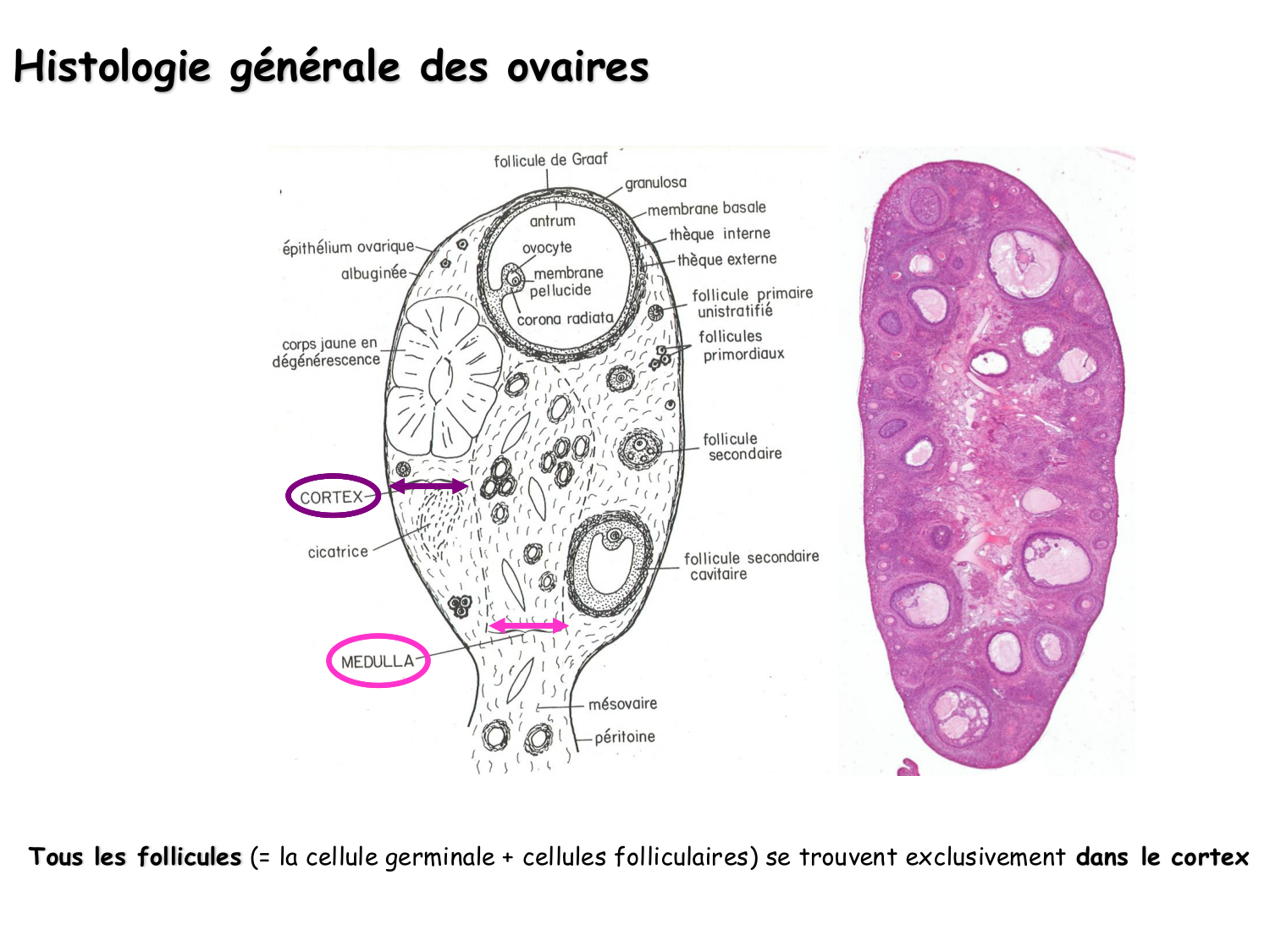 Physiologie reproductive féminine page 8