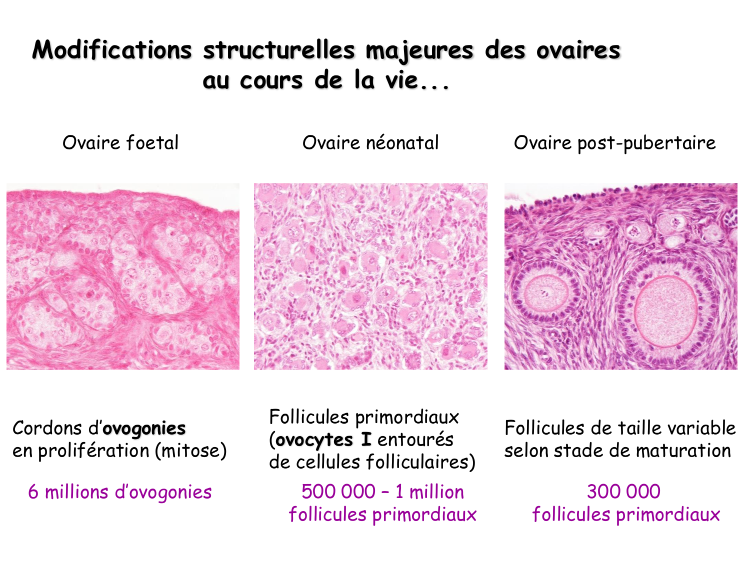 Physiologie reproductive féminine page 9