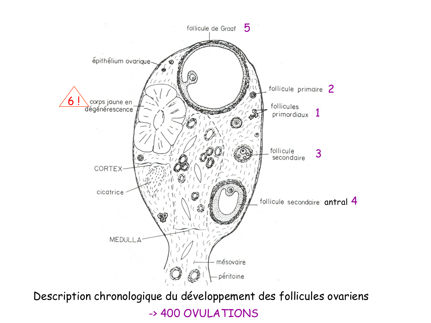 Physiologie reproductive féminine page 10