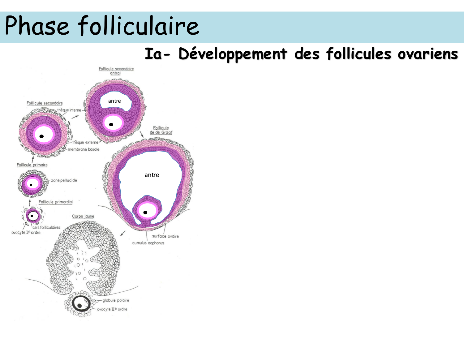 Physiologie reproductive féminine page 11