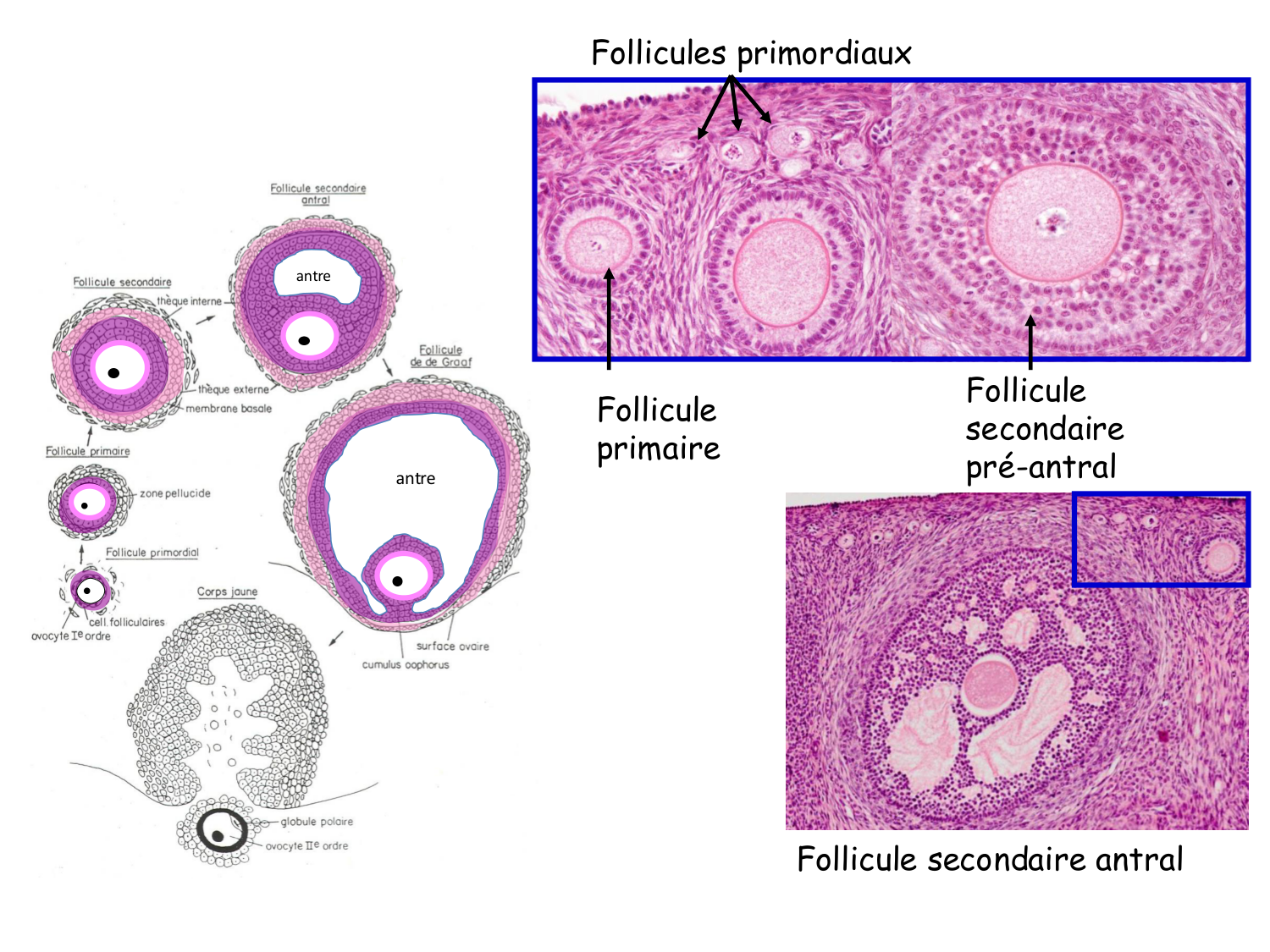 Physiologie reproductive féminine page 12