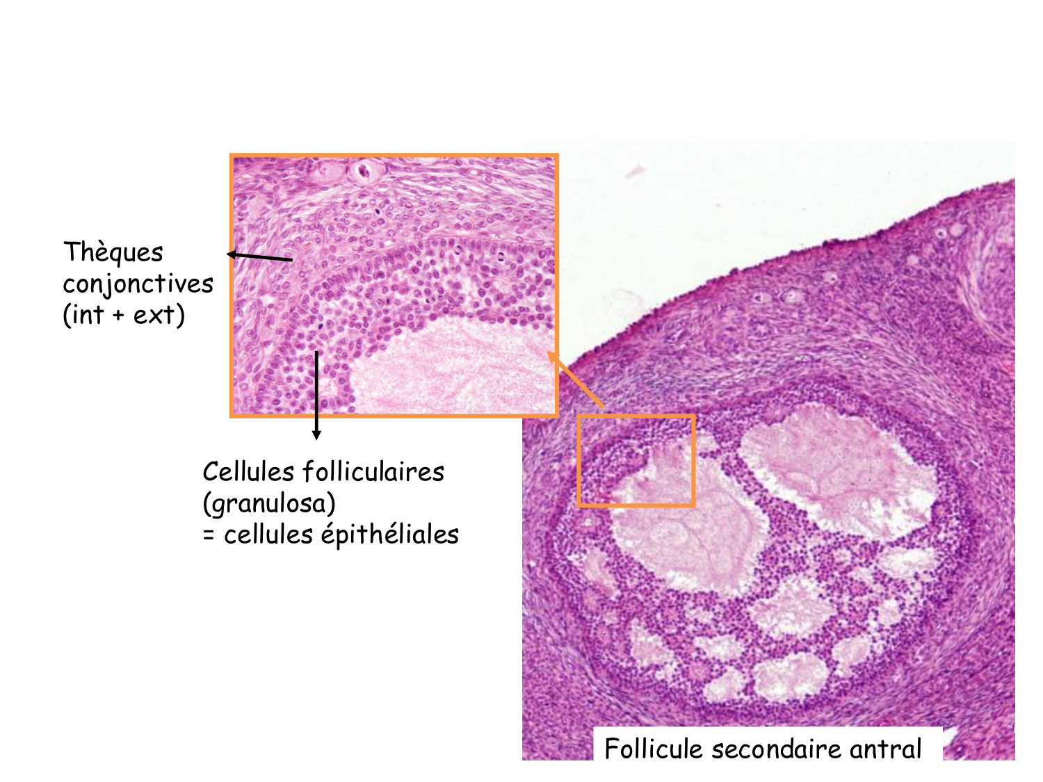 Physiologie reproductive féminine page 13